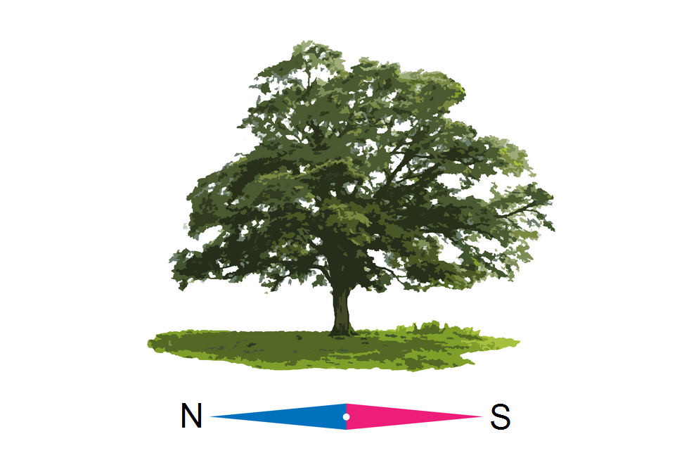 Na ilustracji znajduje się samotnie stojące drzewo liściaste, którego korona jest bardziej rozbudowana od strony południowej niż od północnej. Powodem jest nasłonecznienie od południa. Pod drzewem igła kompasu z kierunkami N i S. 