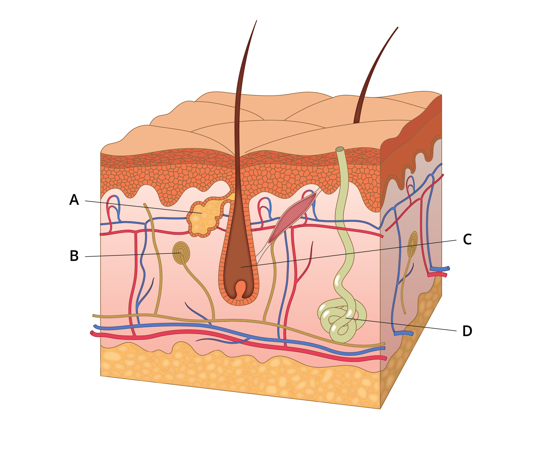 Ilustracja przedstawia przekrój przez skórę człowieka. Literą A zaznaczony jest gruczoł przylegający do włosa. W jego wnętrzu widać gęstą, żółtą substancję. Literą B oznaczono okrągławy receptor połączony na przykład z mięśniem. Literą C oznaczono wnętrze włosa. Literą D oznaczono strukturę w kształcie kłębka, uchodzącą na powierzchnię skóry.