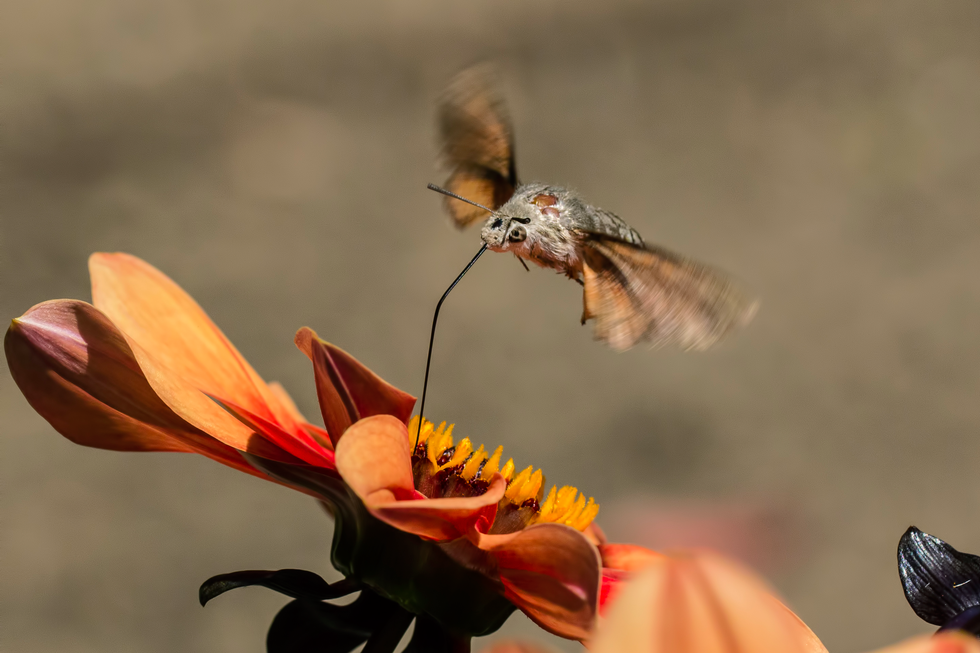 Fotografia przedstawia motyla unoszącego się nad kwiatem. Motyl wysysa nektar z pomarańczowego kwiatu z pomocą długiej rozwiniętej rurki, ssawki (proboscis). 