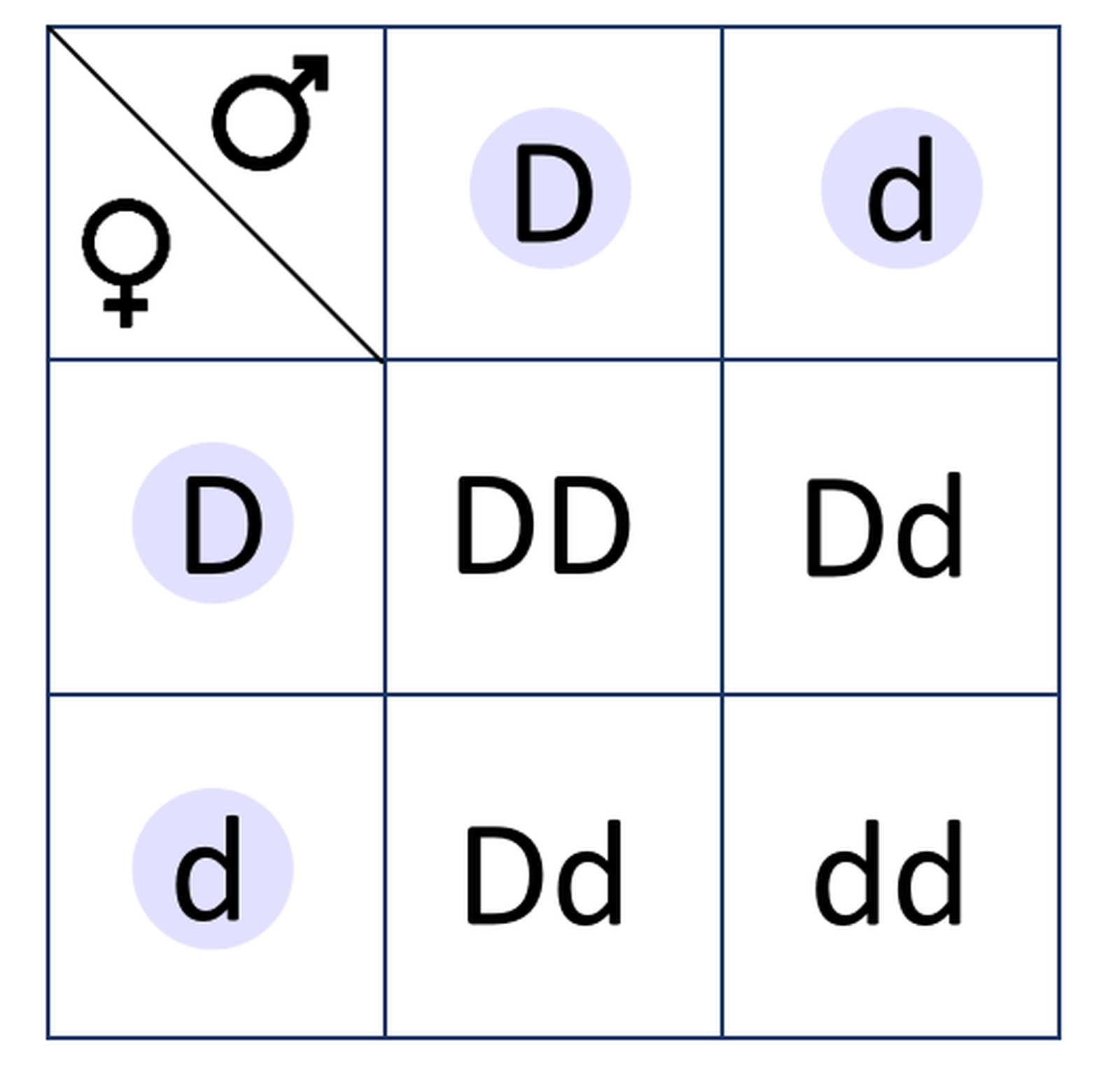 Na grafice ukazana jest krzyżówka genetyczna. Tabelka ma trzy wiersze i trzy kolumny. W pierwszym wierszu pierwszej kolumny ukazany jest symbol kobiety i mężczyzny. W drugim i trzecim wierszu pierwszej kolumny zapisane są gamety wytwarzane przez kobietę, czyli literka "D" oraz "d". W drugiej kolumnie pierwszego wiersza jest gameta wytwarzana przez mężczyznę "D". W trzeciej kolumnie pierwszego wiersza jest gameta wytwarzana przez mężczyznę "d". W drugiej kolumnie drugiego wiersza jest "DD". W trzeciej kolumnie drugiego wiersza jest "Dd". W drugiej kolumnie trzeciego wiersza jest "Dd". W trzeciej kolumnie trzeciego wiersza jest "dd".