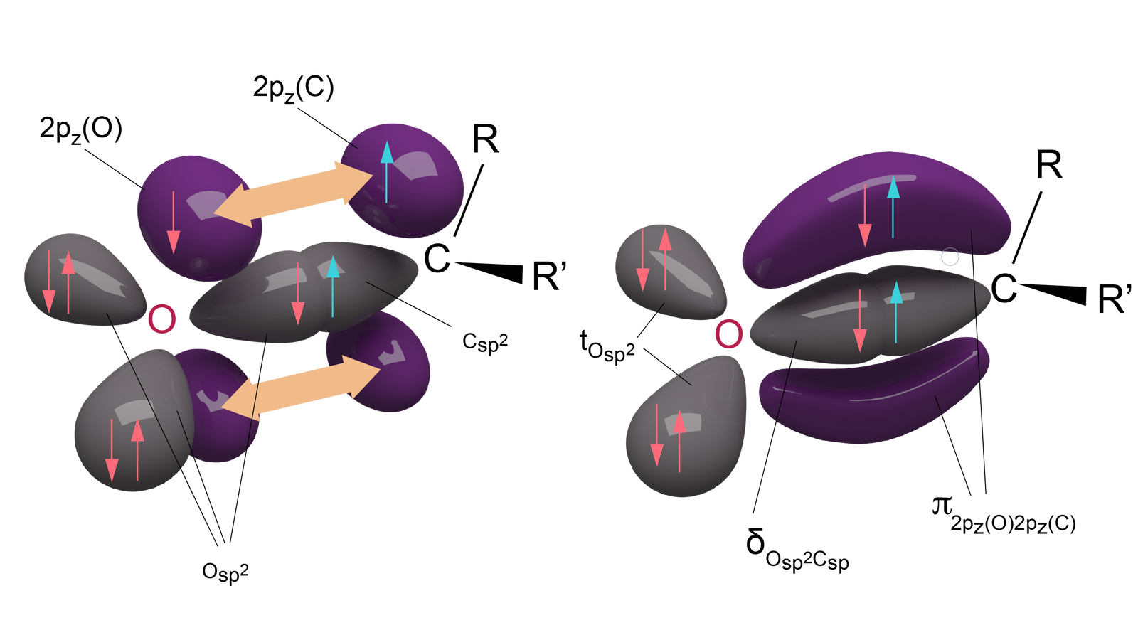 Ilustracja przedstawia schemat tworzenia wiązań w grupie karbonylowej. Przestrzenne ukazanie pierwszego etapu tworzenia wiązań w grupie karbonylowej za pomocą brył. Atom tlenu otoczony jest z trzech stron szarą bryłą przypominającą kształtem kroplę. W bryle szarej z lewej strony, oraz pod atomem tlenu, są przedstawione dwie strzałki różowe, ułożone pionowo, w przeciwnych kierunkach. Lewa strzałka skierowana jest w dół, prawa strzałka w górę. Prawa bryła złączona jest szerszym końcem z drugą taką samą, ale skierowaną w przeciwną stronę ostrym końcem w kierunku atomu węgla. W tych połączonych bryłach są dwie strzałki pionowe, w przeciwnych kierunkach. Lewa strzałka w dół ma kolor różowy, umiejscowiona jest po lewej stronie bryły. Natomiast prawa strzałka w górę ma kolor niebieski, umiejscowiona jest po prawej stronie bryły. Bryły umiejscowione blisko tlenu są oznaczone: Osp2. Natomiast bryła bliżej atomu węgla oznaczona jest jako Csp2. Od atomu węgla odchodzi w górę prosta linia, na końcu której jest R. Od atomu węgla odchodzi poziomo czarny trójkąt, na końcu którego jest R prim. Trójkąt ma podstawę przy R prim natomiast wierzchołkiem przy C. Nad i pod spodem szarych złączonych brył są cztery owalne bryły koloru fioletowego, dwie na górze i dwie na dole. Górne lewa kula ma na sobie różową skierowaną w dół strzałkę. Bryła oznaczona jest jako 2pz(O). Prawa kula ma na sobie niebieską strzałkę, skierowaną w górę. Oznaczona jest jako 2pz(C). Obie kule są połączone strzałką zakończoną z dwóch stron ostrym końcem. Dolne bryły też są połączone strzałką zakończoną z dwóch stron ostrym końcem. Przestrzenne ukazanie drugiego etapu tworzenia wiązań w grupie karbonylowej za pomocą brył. Atom tlenu otoczony jest z trzech stron szarą bryłą przypominającą kształtem kroplę. W bryle szarej z lewej strony, oraz pod atomem tlenu, są przedstawione dwie strzałki różowe, ułożone pionowo, w przeciwnych kierunkach. Lewa strzałka skierowana jest w dół, prawa strzałka w górę. Prawa bryła złączona jest szerszym końcem z drugą taką samą, ale skierowaną w przeciwną stronę ostrym końcem w kierunku atomu węgla. W tych połączonych bryłach są dwie strzałki pionowe, w przeciwnych kierunkach. Lewa strzałka w dół ma kolor różowy, umiejscowiona jest po lewej stronie bryły. Natomiast prawa strzałka w górę ma kolor niebieski, umiejscowiona jest po prawej stronie bryły. Dwie bryły umiejscowione blisko tlenu są oznaczone jako 2pz(C). Połączona bryła oznaczona jest jako δOsp2Csp2. Od atomu węgla odchodzi w górę prosta linia, na końcu której jest R. Od atomu węgla odchodzi poziomo czarny trójkąt, na końcu którego jest R prim. Trójkąt ma podstawę przy H, natomiast wierzchołek przy C. Nad i pod spodem złączonych brył są podłużne, lekko zgięte fioletowe bryły. Na górnej są dwie strzałki o przeciwnych kierunkach. Lewa, różowa skierowana jest w dół, natomiast prawa, niebieska w górę. Obie bryły podpisane są: π2pz(O)2pz(C).