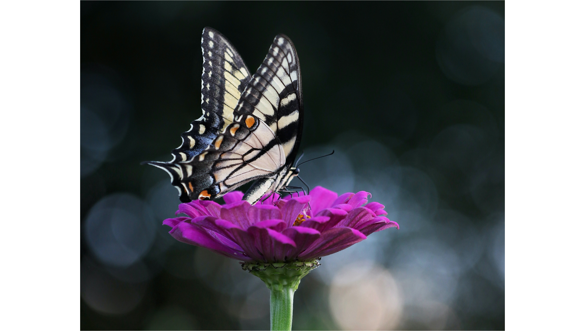 Na fotografii ukazany jest motyl o beżowo‑czarnym ubarwieniu. Motyl siedzi na kwiatku w kolorze fioletowym. Ten kwiat to cynia. Tło jest ciemne, rozmyte.
