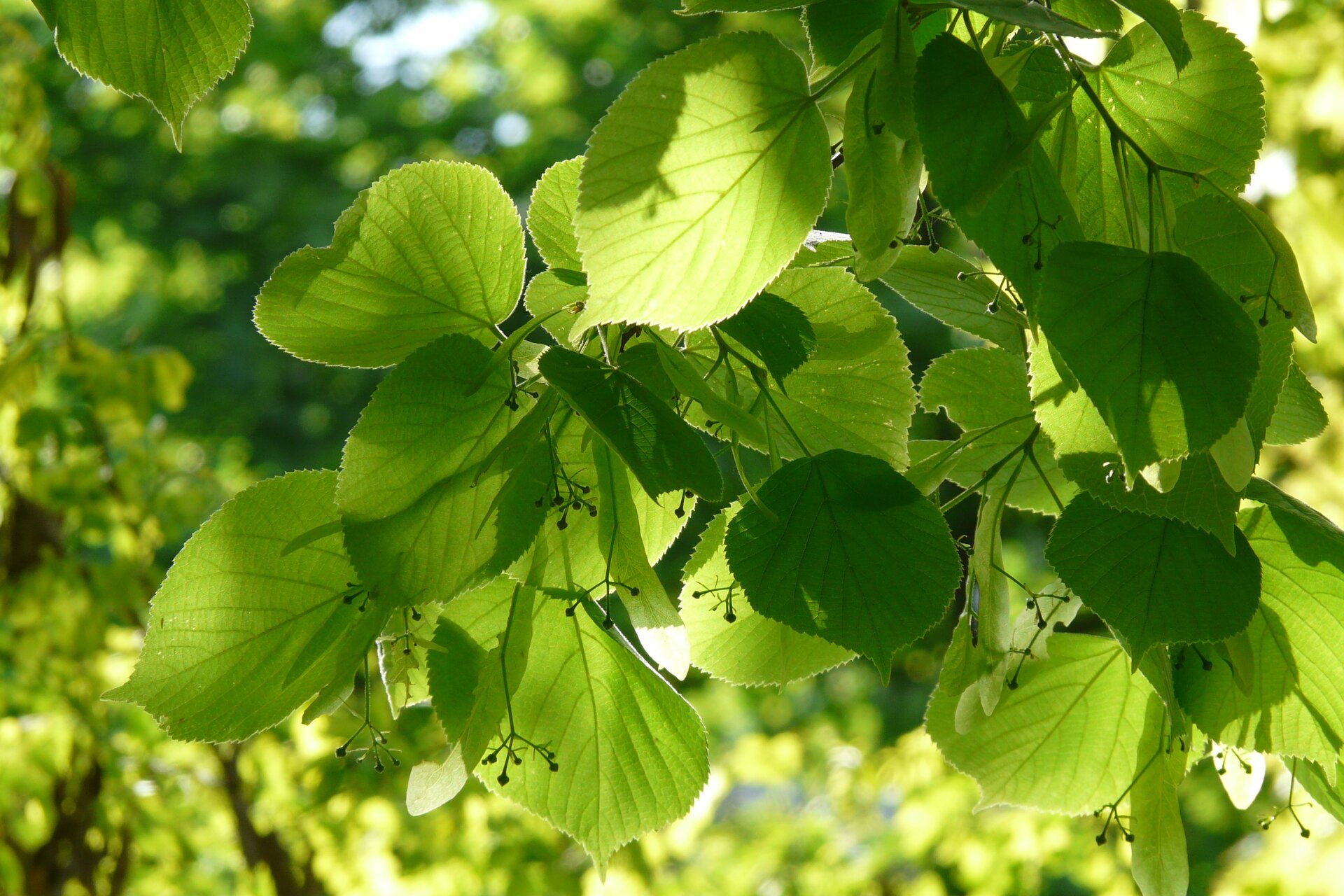 Na planszy widoczne jest gałąź z licznymi, jasno‑zielonymi, sercowatymi liśćmi Lipy z niewielkimi skupiskami ciemnych, bardzo drobnych, okrągłych owoców.
