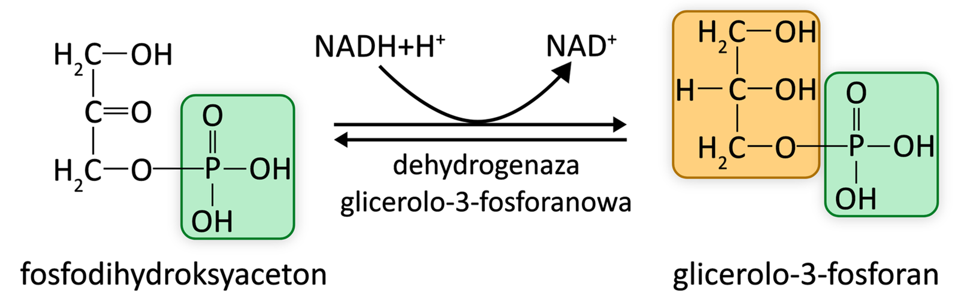 Schemat przedstawia powstawanie cząsteczki glicerolo‑3-fosforanu z cząsteczki fosfodihydroksyacetonu pod wpływem dehydrogenazy glicerolo‑3-fosforanowej. Do zajścia reakcji potrzebny jest NADPH plus H indeks górny plus, który zostaje utleniony do NAD indeks górny plus. Proces ten jest odwracalny.