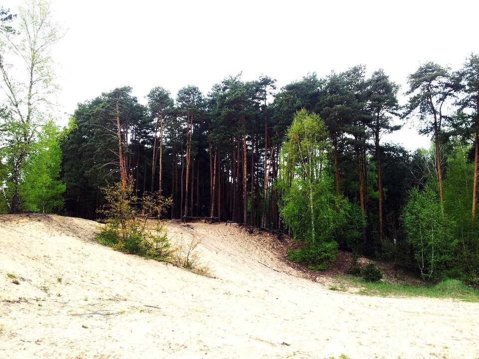 Zdjęcie przedstawia wydmę śródlądową. Na niej nie znajduje się roślinność natomiast naokoło niej rosną drzewa oraz niska zielona roślinność.