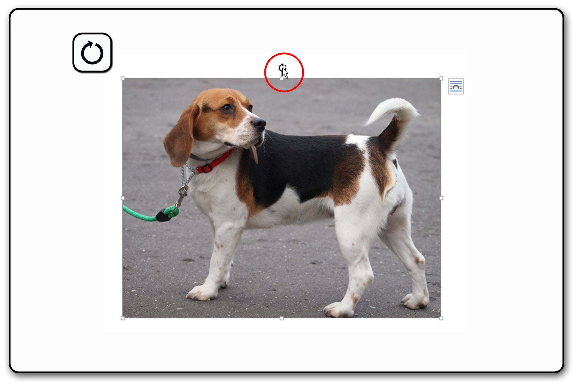 Zrzut ekranu przykładowej prezentacji ze zdjęciem i widocznym uchwytem obrotu obrazu nad zaznaczonym obrazem.  Na zrzucie jest pies.