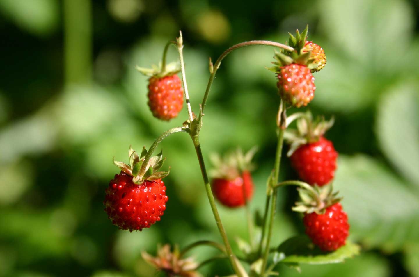 Fotografia przedstawiająca poziomkę- krzew i owoc