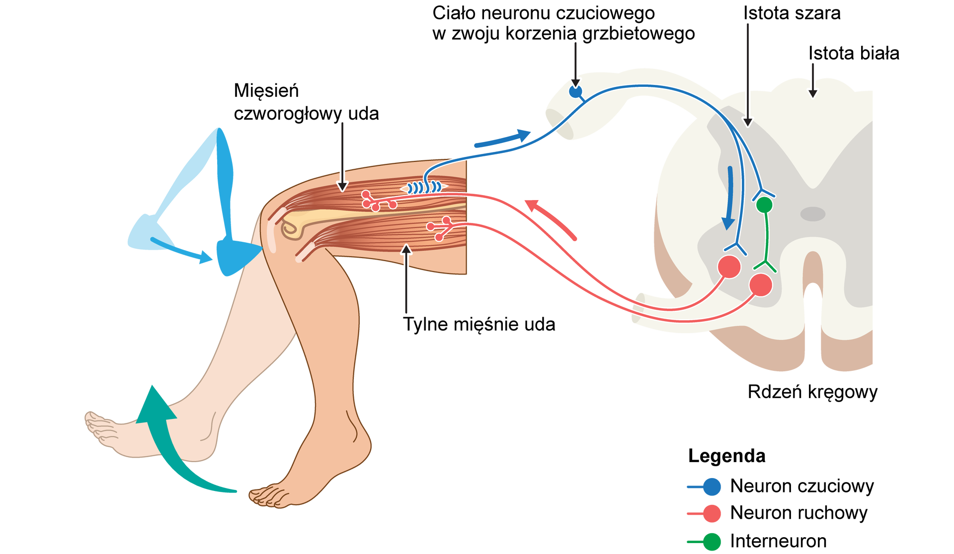 Grafika przedstawia schemat przebiegu odruchu bezwarunkowego. Młoteczek uderza w kolano. W wyniku tego zdarzenia neurony czuciowe znajdujące się w mięśniu czworogłowym uda przekazują impuls do ciała neuronu czuciowego w zwoju korzenia grzbietowego kręgu. W istocie szarej rdzenia kręgowego znajduje się interneutron, który przekazuje impuls dalej do neuronu ruchowego. Dalej jest on przekazywany przy pomocy neuronu ruchowego do tylnych mięśniu uda, które w odpowiedzi prostują się, unosząc nogę do góry.
