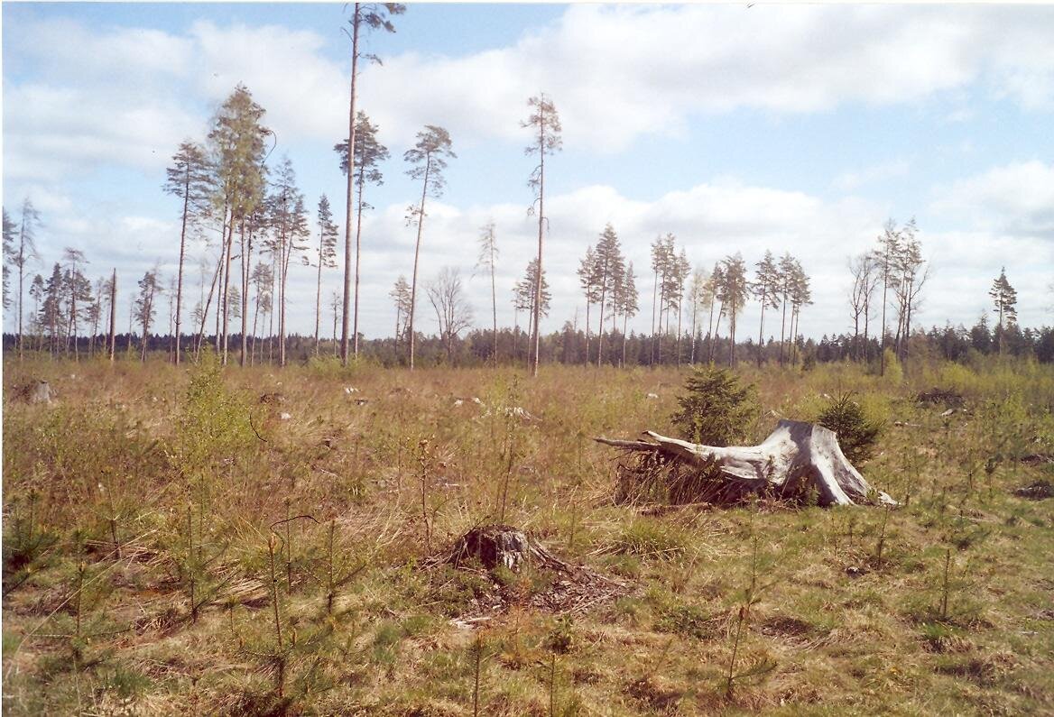 Zdjęcie przedstawia zrąb w Puszczy Białowieskiej. Na zdjęciu łąka, na której znajduje się kilkanaście pieńków drzew. W oddali rośnie gęsty las. 