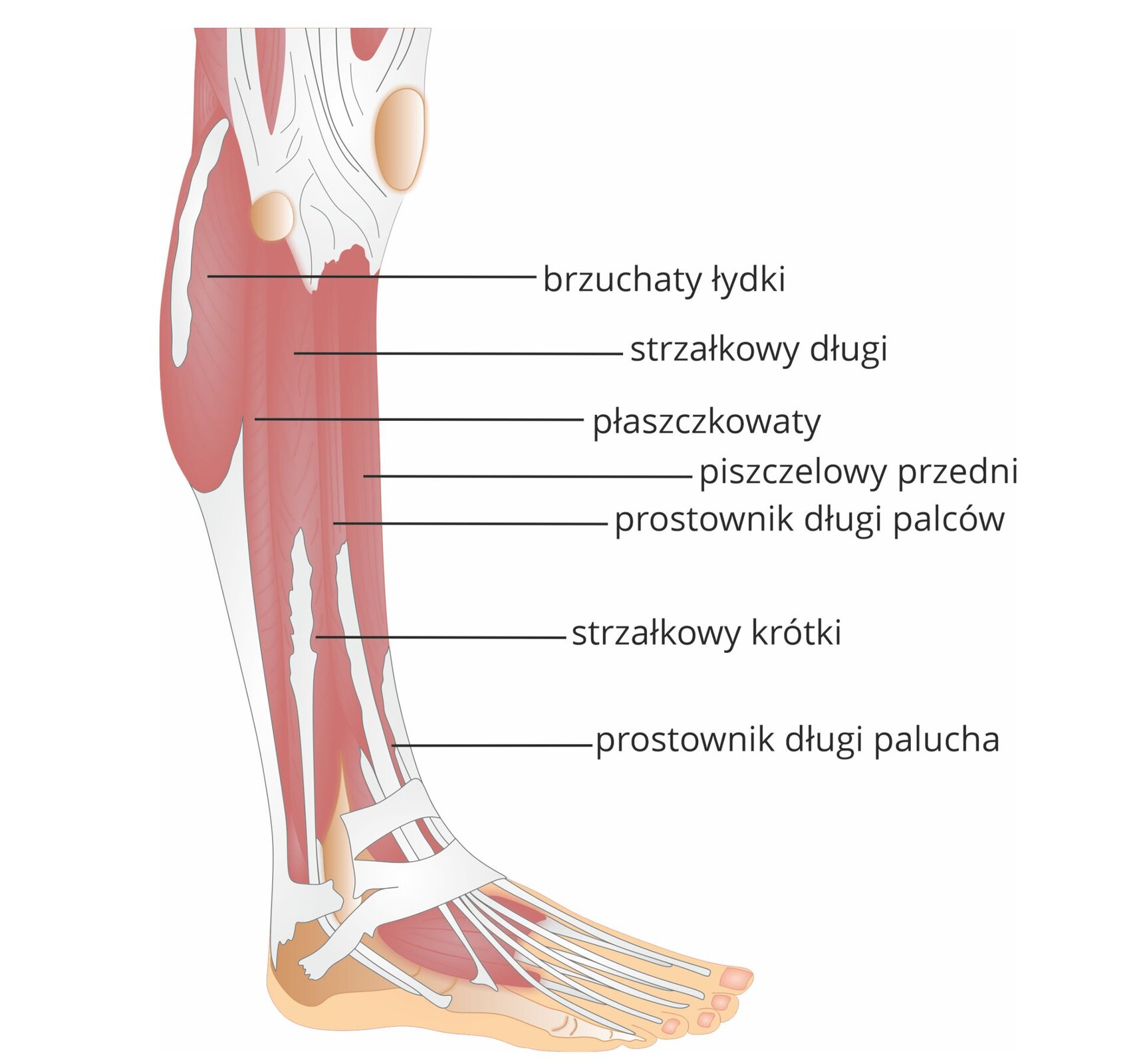 Grafika pod tytułem mięśnie podudzia, widok z boku. Grafika przedstawia schemat budowy anatomicznej podudzia z boku z zaznaczonymi mięśniami, od góry: brzuchaty łydki, strzałkowy łydki, płaszczkowaty, piszczelowy przedni, prostownik długi palców, strzałkowy krótki oraz prostownik długi palucha.