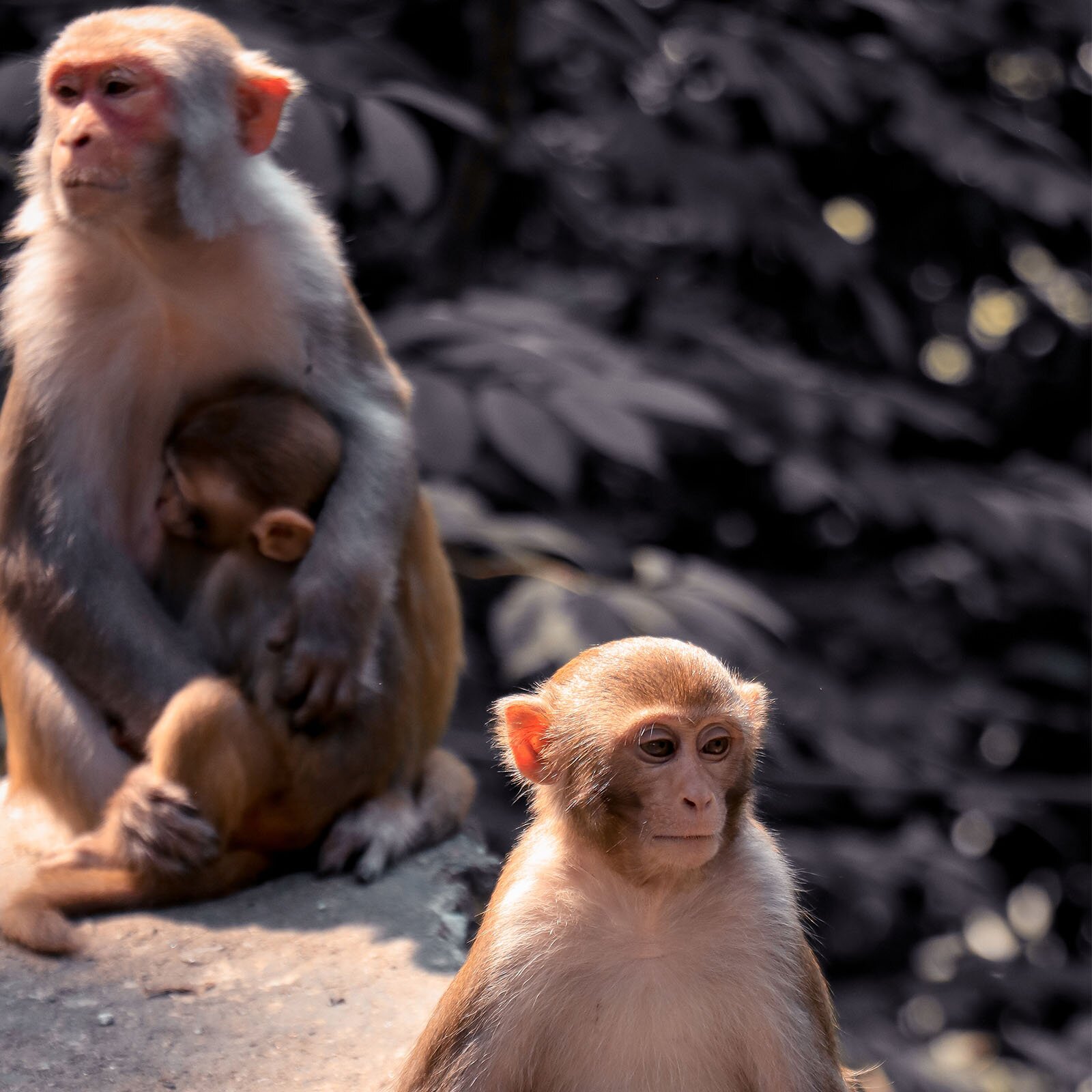 Zdjęcie przedstawia trzy małpki, w tym jedną małą, wtuloną w swoją mamę.