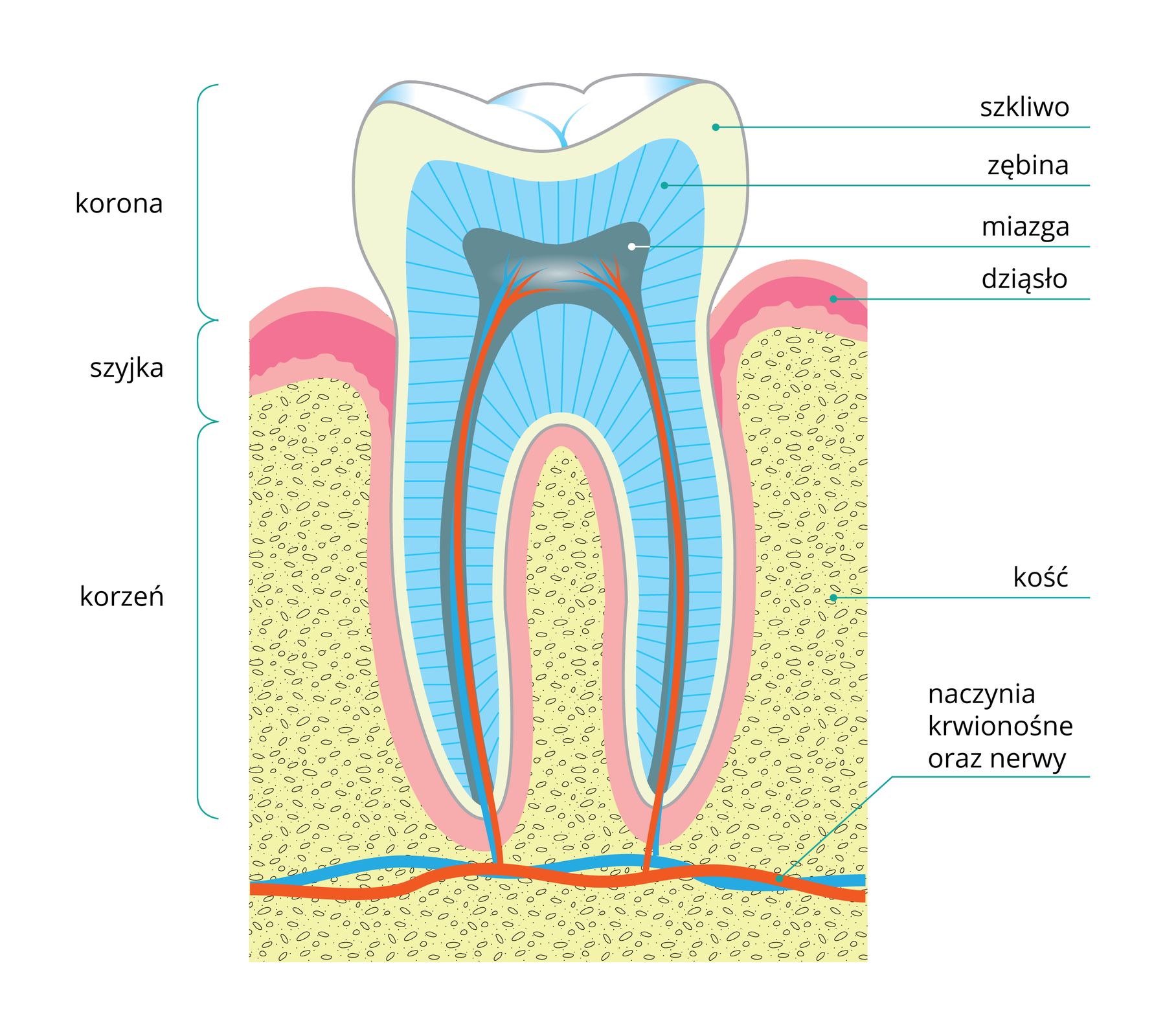 Ilustracja przedstawia schematycznie budowę zęba. Z lewej strony zaznaczono części zęba: koronę, szyjkę i korzeń. Korona to część zęba, która wystaje ponad dziąsło i jest najszersza, rozszerza się ku górze we wszystkich kierunkach poczynając od linii dziąsła, natomiast u góry, w przypadku zęba trzonowego, ma w centralnej części zagłębienie otoczone okrągłymi zaobleniami; szyjka to węższa część zęba osadzona w dziąśle, o prostym kształcie, korzeń zaś, stanowiący przedłużenie szyki biegnące w dół, umocowany jest w kości szczęki lub żuchwy - na omawianym rysunku poniżej szyjki ząb rozwidla się na dwa korzenie, biegnące w niewielkiej odległości od siebie w głąb kości i lekko wygięte ku środkowi. Z prawej strony rysunku podpisane są od góry warstwy zęba: szkliwo, zębina, miazga, a także inne struktury: dziąsło, kość oraz naczynia krwionośne i nerwy. Najbardziej zewnętrzną warstwą zęba jest twarde, połyskujące i białe szkliwo. Otacza ono koronę zęba. Pod szkliwem znajduje się zębina. Wypełnia ona wnętrze całego zęba: korony, szyjki i korzenia lub korzeni. Wewnątrz zębiny znajduje się miazga, której jest mniej w porównaniu z zębiną. Warstwa miazgi jest najgrubsza w koronie, tuż nad dziąsłem. Jest również obecna w szyjce i w korzeniu lub korzeniach, tam jednak tworzy tylko cienką warstwę przylegającą ściśle do nerwów. Dalej, idąc w dół, na rysunku wskazane jest dziąsło, pod dziąsłem zaś znajduje się kość, której tkanki są bardzo rozległe. Na samym dole wskazane są naczynia krwionośne oraz nerwy. Biegną one, w postaci nitek o lekko falistym kształcie, poziomo w kości, tuż pod zębem. Zarówno nerwy, jak i naczynia krwionośne biegnące w kości łączą się z naczyniami i nerwami przebiegającymi w korzeniach zęba, ułożonymi pionowo. Naczynia i nerwy przechodzące przez korzenie, szyjkę i dolną część korony zęba rozwidlają się tuż nad dziąsłem w miazdze, której jest najwięcej w tej części zęba.