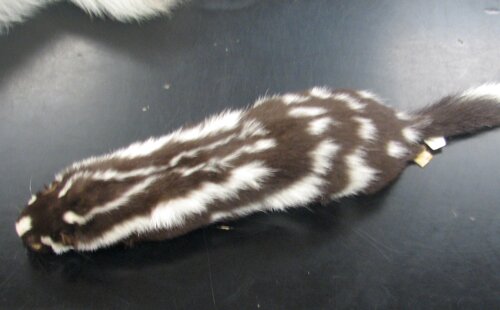 Zdjęcie przedstawia zwierzę, którego sierść ma kolor czarny z poziomymi, białymi pasami na karku i barkach, na bokach ciała ma białe plamy i ukośne pasy. Ogon jest puszysty z białym końcem.