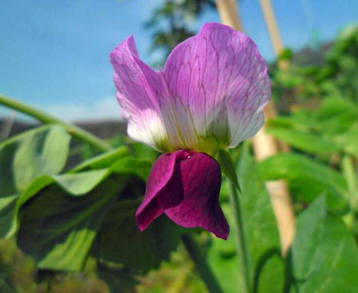 Zdjęcie przedstawia groch zwyczajny. Kwiat grochu ma fioletową barwę. Składa się z dwóch ciemnych płatków skierowanych do dołu oraz trzeciego, wzniesionego do góry. Ma większą powierzchnię od pozostałych i jaśniejszy odcień.