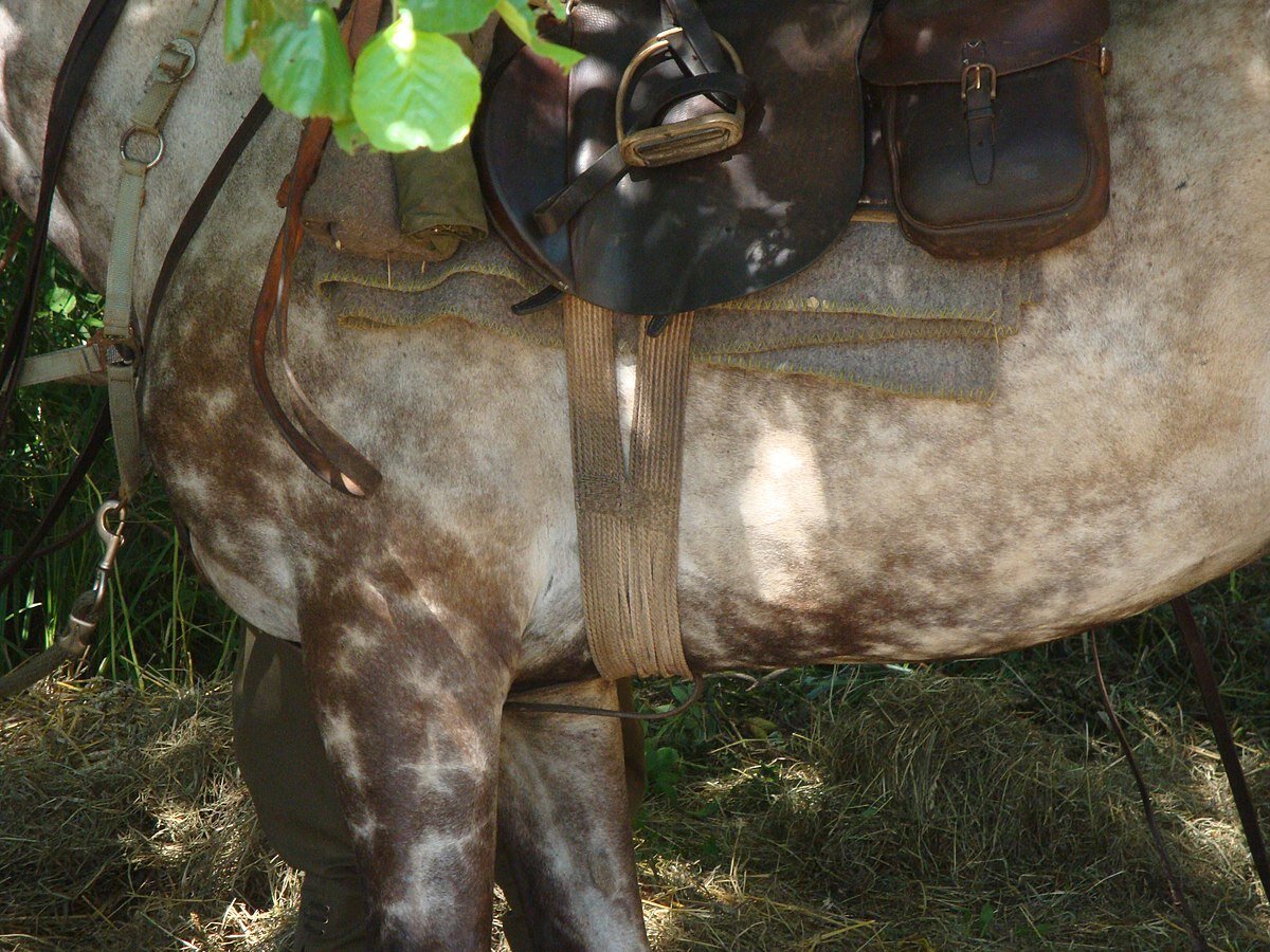 Zdjęcie przedstawia popręg przy siodle ułańskim. Szczegółowy opis uzupełniający zdjęcie znajduje się w treści definicji.