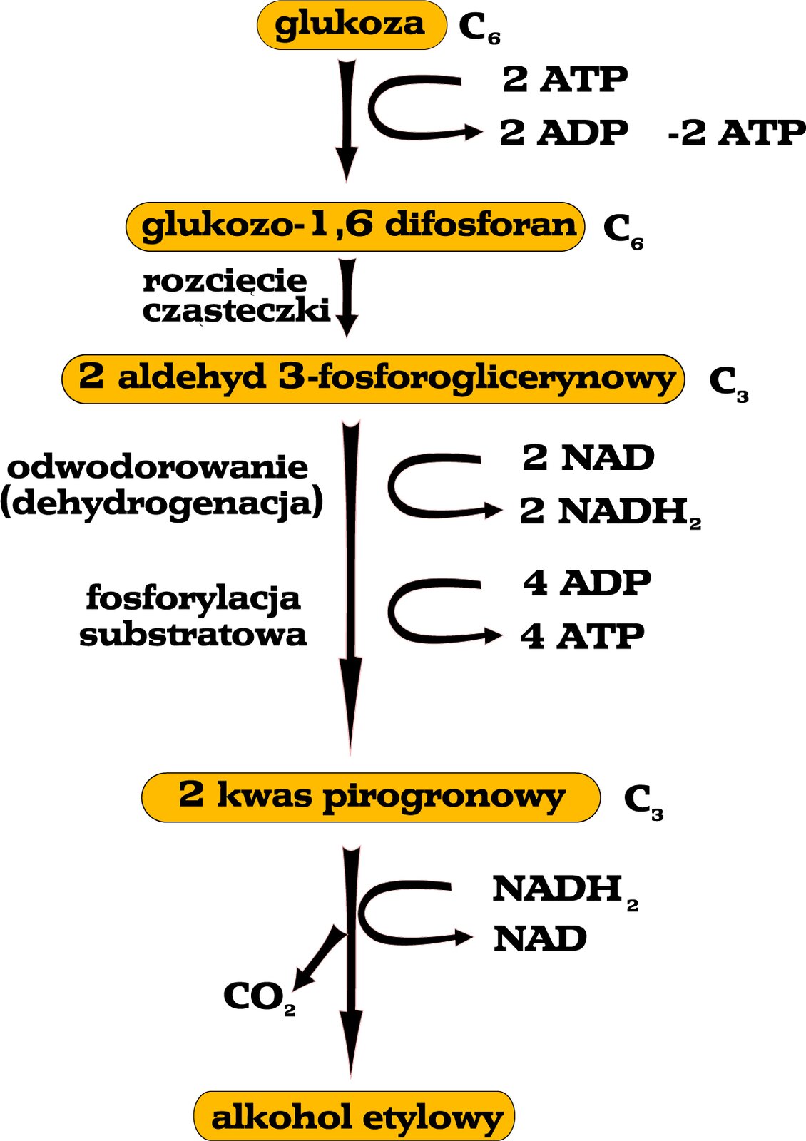 Schemat przedstawiający proces fermentacji alkoholowej