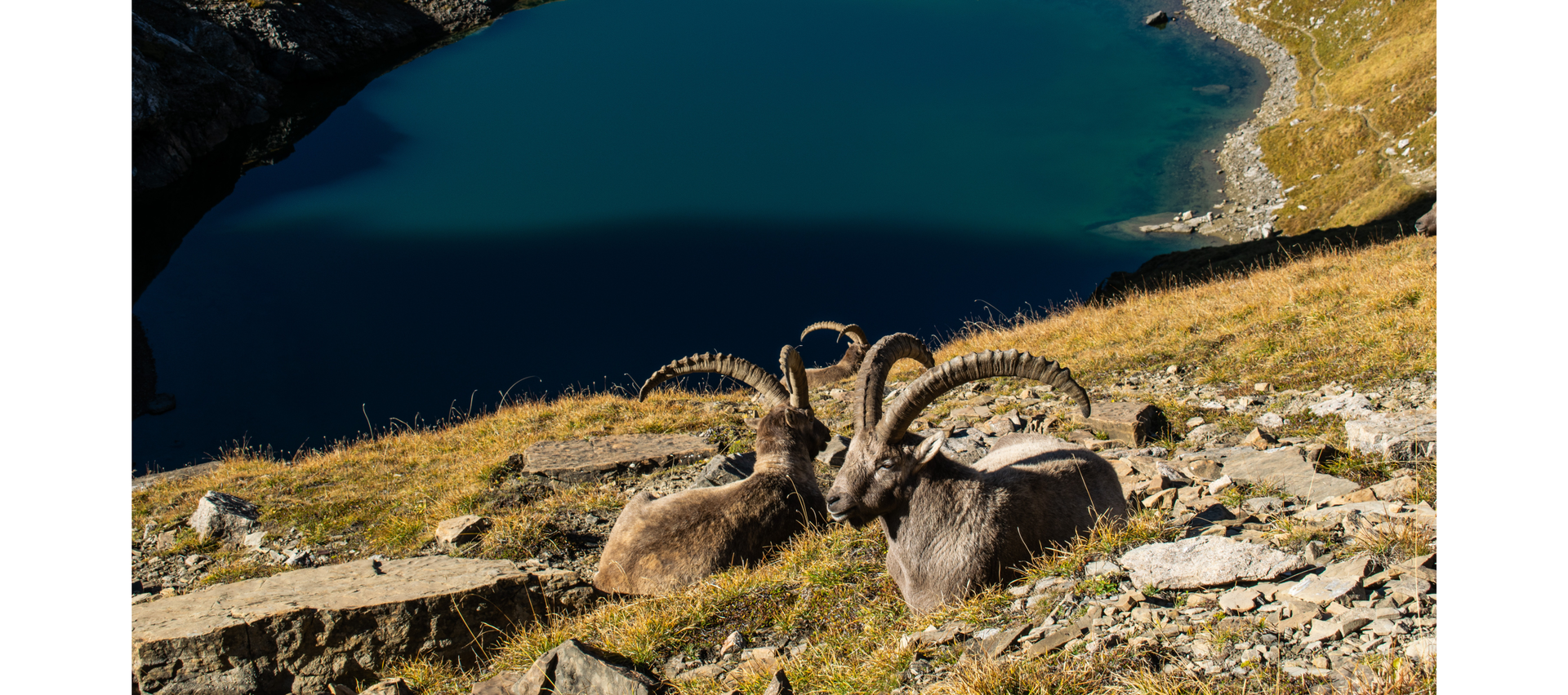 Zdjęcie przedstawia dwie kozice górskie siedzące na zboczu góry. Na dole widoczne jest jezioro górskie.