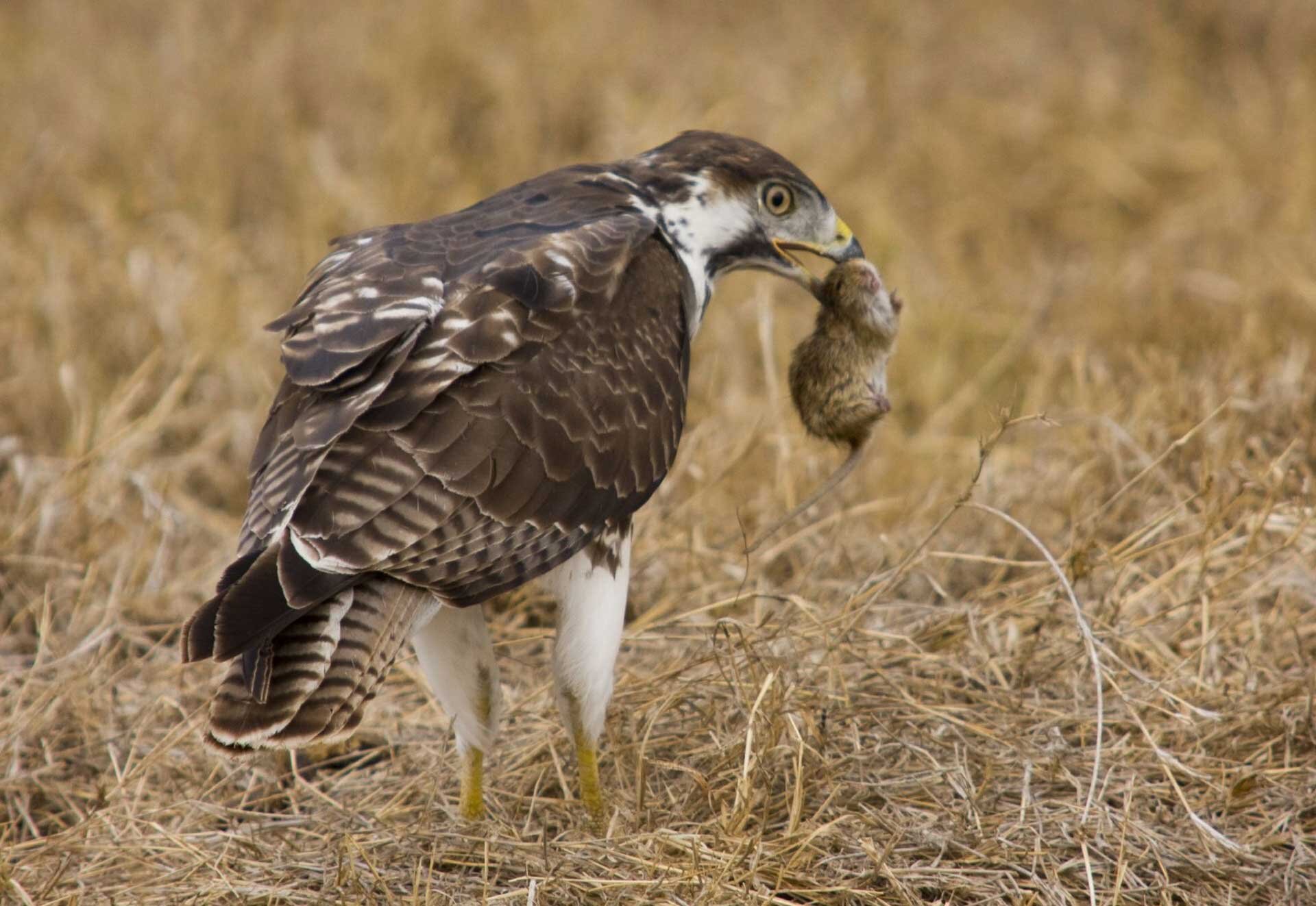 Fotografia przedstawia myszołowa siedzącego tyłem, odpoczywającego po polowaniu. Ptak ma szarobrązowe pióra z drobnymi białymi pasami. Na głowie pióra są brązowe z białą okolicą oczu. dolne części nóg żółte i pozbawione piór. W dziobie ptak trzyma upolowaną mysz.