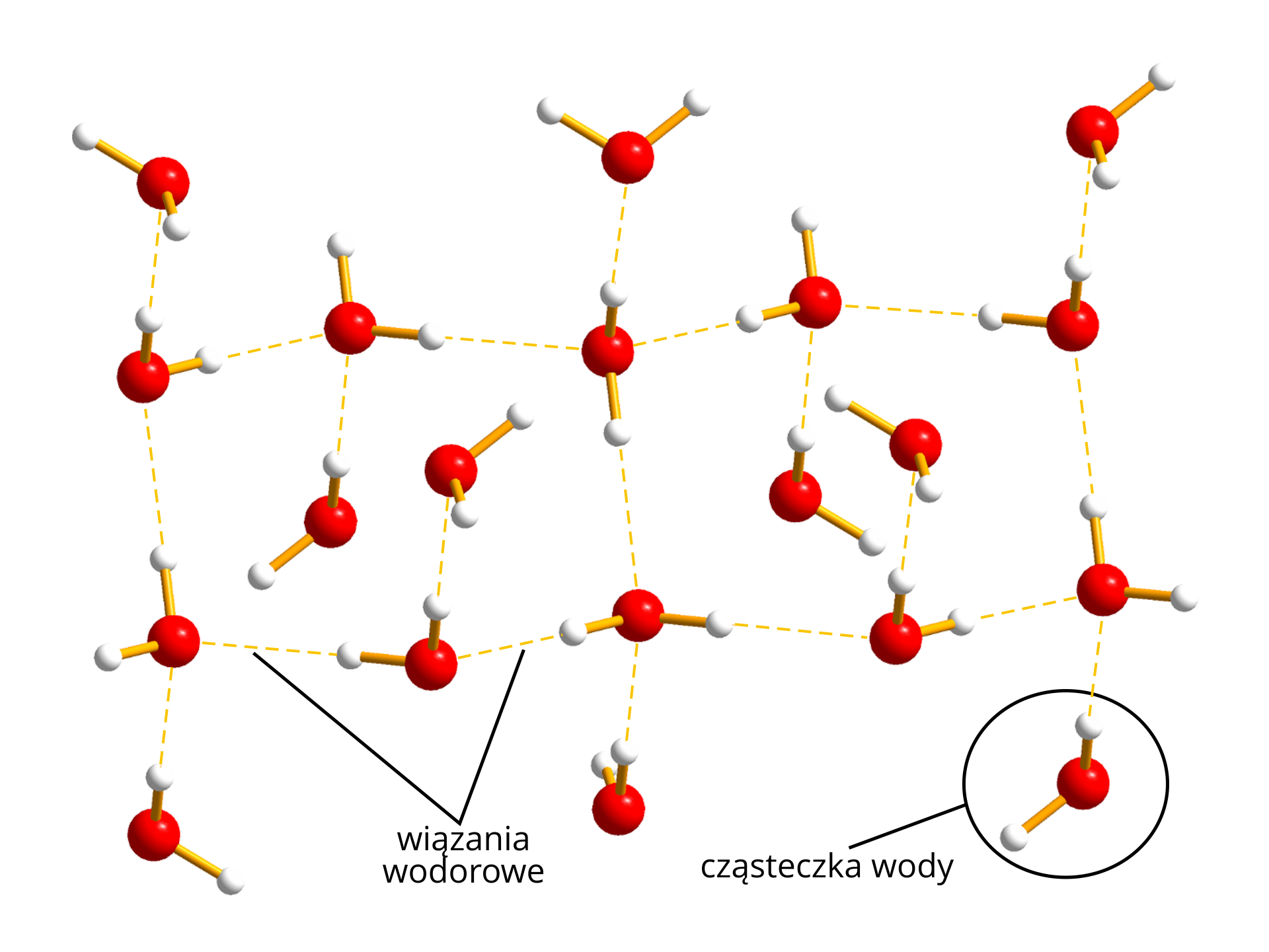 Ilustracja przedstawia ułożone chaotycznie cząsteczki wody, tworzące sieć. Tło białe. Każda cząsteczka wody przedstawiona jako większa czerwona kulka i przyłączone do niej dwie mniejsze, białe kulki. Do każdej czerwonej kulki dochodzą po dwie przerywane linie od wodoru z dwóch innych, sąsiednich cząsteczek. Jedna cząsteczka ujęta w okrąg i podpisana: cząsteczka wody. Dwa najbliższe elementy siatki spięte dwoma odcinkami z napisem: wiązania wodorowe.