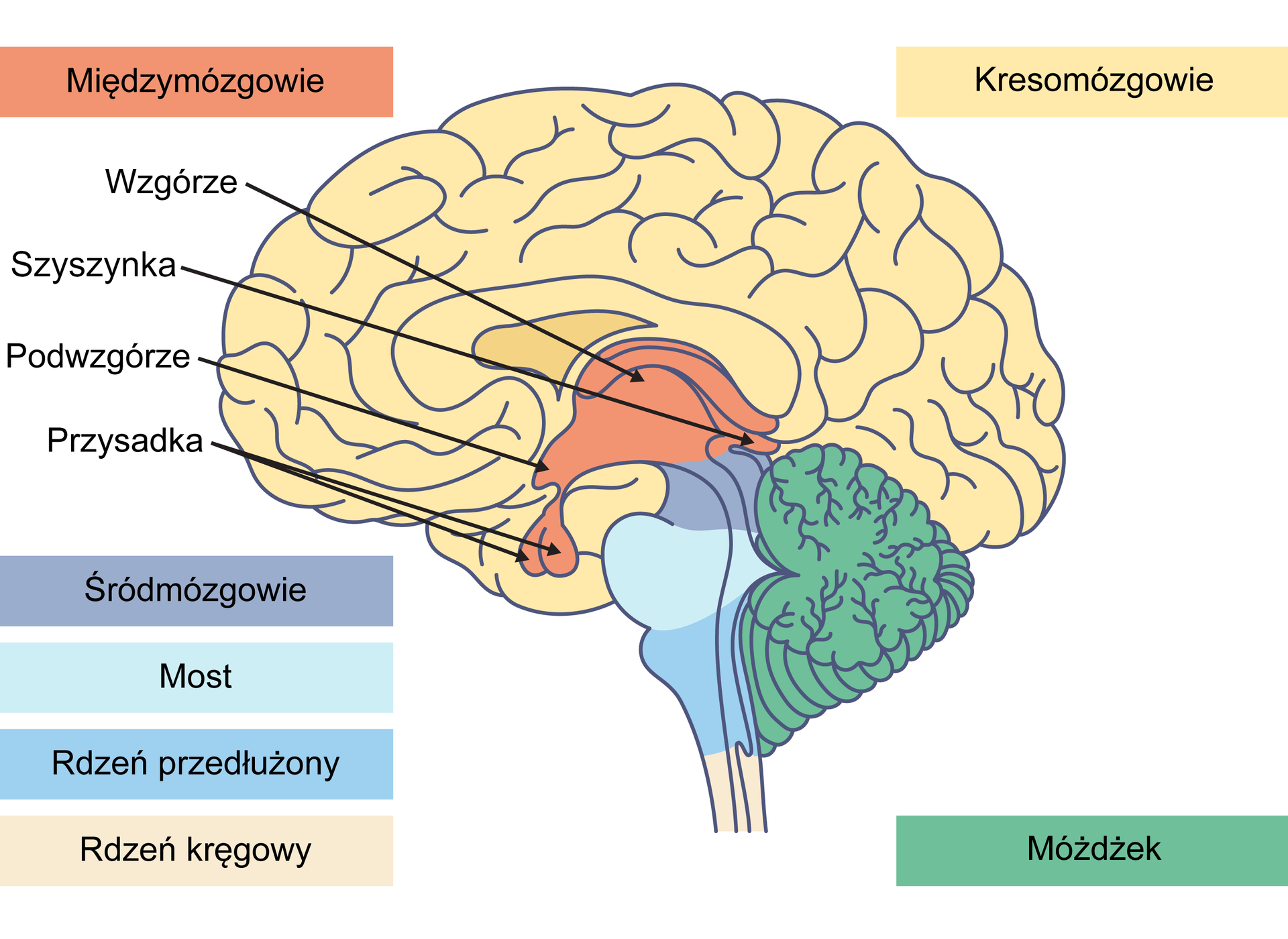 Ilustracja przedstawia schemat budowy mózgu człowieka z zaznaczoną lokalizacją podwzgórza. Części mózgu są oznaczone kolorami. Kolorem żółtym zaznaczono kresomózgowie. Jest to większość powierzchni mózgu z zewnątrz, od góry i z boków, oprócz pnia i jego tylnej części. Kolorem czerwonym oznaczono międzymózgowie. Jest to część mózgu, która znajduje się w jego centrum, łączy się od dołu ze śródmózgowiem, dalej z rdzeniem kręgowym, jest otoczona w większości przez kresomózgowie. Na górze ma wypukłą część - wzgórze. Tylna, wystająca część międzymózgowia to szyszynka, z kolei przednia jego część to podwzgórze. W dół skierowane są dwa sąsiadujące płaty - przysadka. W dół od międzymózgowia odchodzi pień. Jego górna część to śródmózgowie, zaznaczona na ciemnoniebieski kolor. Poniżej jaśniejszym odcieniem niebieskiego zaznaczono most, który od dołu sąsiaduje z rdzeniem przedłużonym, oznaczony kolorem  błękitnym. Niżej zaczyna się cienki rdzeń kręgowy, który ma kolor różowy. Z pniem od tyłu sąsiaduje sporej wielkości, pofalowana część zaznaczona kolorem zielonym - móżdżek. Zlokalizowany on jest w tylnej części mózgu od dołu.