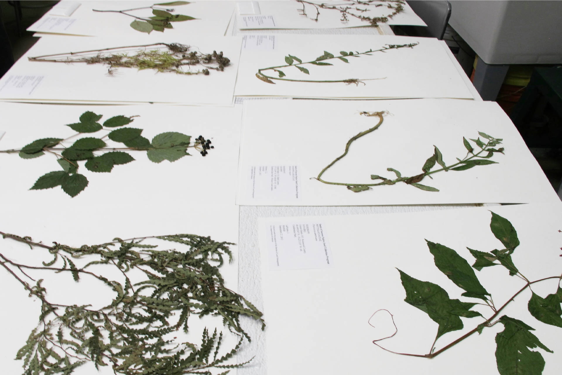Fotografia przedstawia karty z zielnika rozłożone na blacie. Na każdej z kart znajdują się zasuszone, zielone części różnych roślin. Na dole kart umieszczono opisy zaprezentowanych okazów.