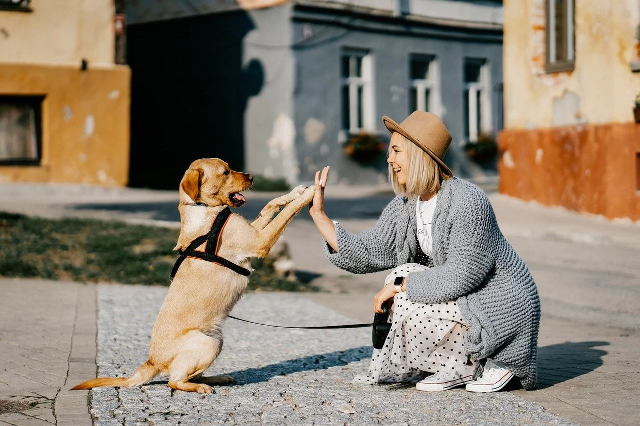 Na zdjęciu kobieta z psem. Kobieta przybija piątkę z przednimi łapami psa.