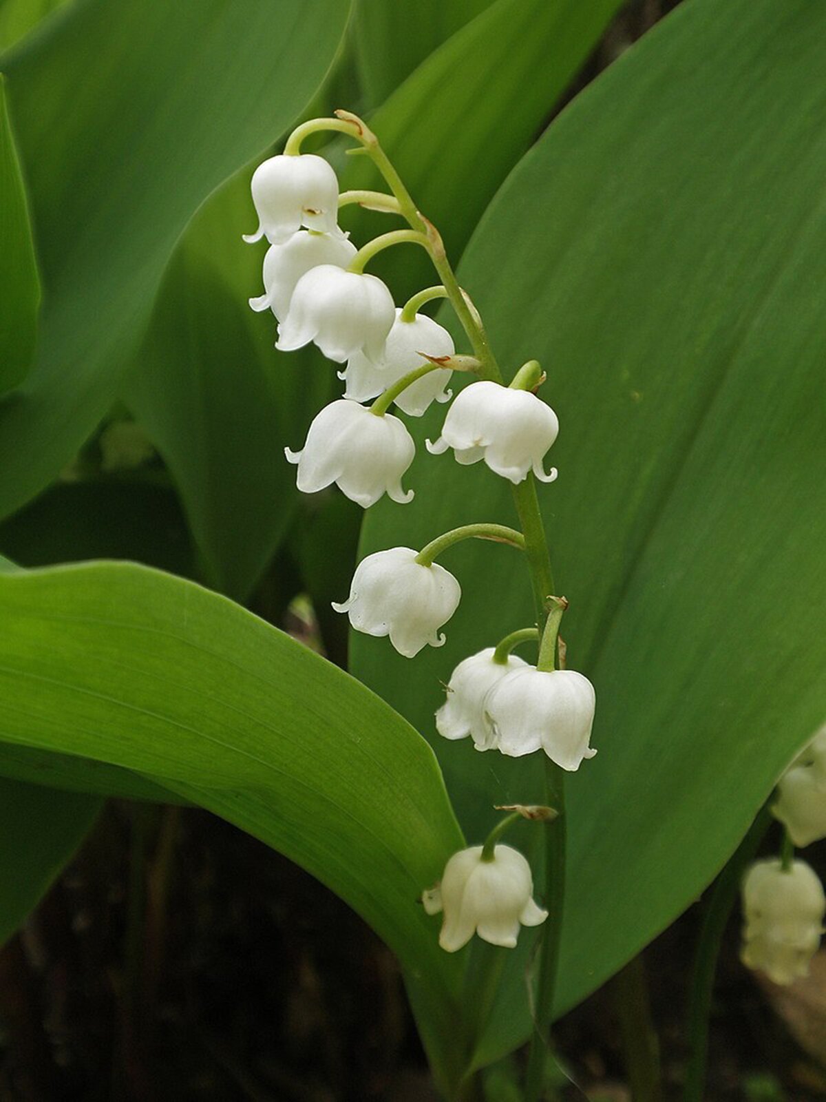 Na planszy widoczna jest Konwalia majowa. Ma ona długie, jasno‑zielone łodygi ze zwisającymi, białymi, kulisto‑dzwonkowatymi, pochylonymi do dołu kwiatami oraz szerokie, ciemno‑zielone, epileptyczne liście.