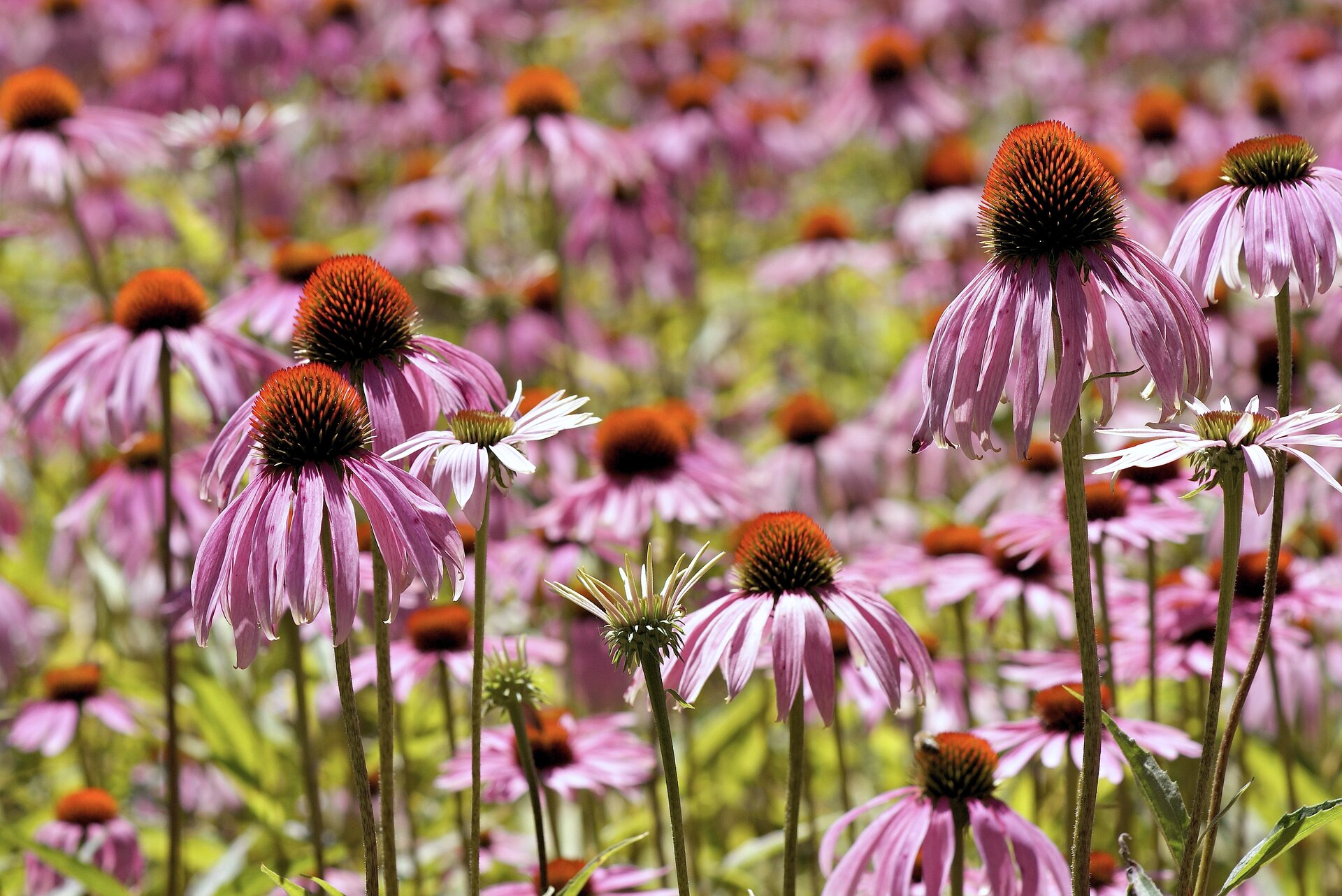 Zdjęcie przedstawia pole kwiatów jeżówki purpurowej. Kwiaty mają języczkowate płatki. Płatki skierowane są w dół od osadnika kwiatostanowego, który jest wypukły. 