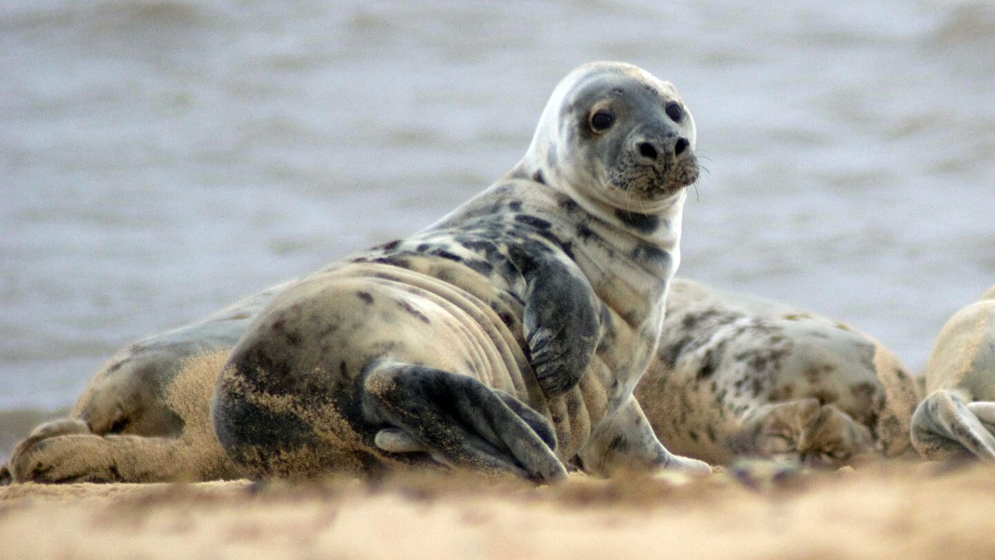 Fotografia prezentuje fokę szarą na tle morza. Foka leży na tle innych fok znajdujących się w stadzie. Widać tylko twarz jednej foki, która zwrócona jest do przodu fotografii jakby spoglądała przez ramię. Wszystkie foki są białe w szare cętki.