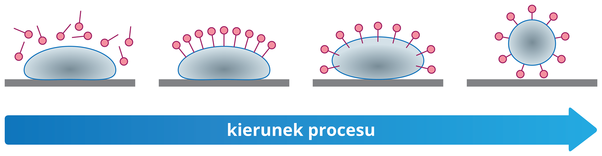 Na ilustracji przedstawiono mechanizm usuwania brudu przez cząsteczki mydeł lub detergentów. Brud jest przedstawiony jako owalna kropla, a cząsteczki mydła to kropki z długimi ogonkami. Początkowo cząsteczki są ułożone chaotycznie, w kolejnych etapach niepolarne ogony cząsteczek mydeł wnikają w brud, pozostawiając polarne główki na zewnątrz grudki brudu. W ostatnim etapie cząsteczki mydła pokrywają całą powierzchnię brudu i odrywają ją od powierzchni.