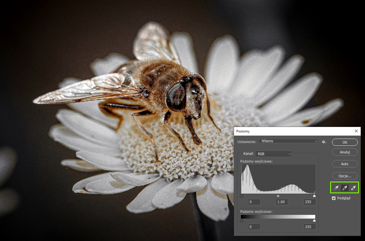 Zdjęcie przedstawia pszczołę siedzącą na białym kwiatku. W prawym dolnym rogu zdjęcia jest okno dialogowe o nazwie: Poziomy. W Ustawieniach wybrano: Własny. W Kanale jest RGB. W Poziomach wejściowych jest histogram. Po lewej stronie ma wartość 0, na środku 1.00, po prawej stronie 255. W Poziomach wyjściowych jest poziomy pasek z odcieniami szarości. Po lewej stronie jest czarny, tam wartość zero, następnie w prawo coraz jaśniejszy aż do koloru białego - tam wartość 255. Po prawej stronie zaznaczono ikony trzech zakraplaczy. Wybrano środkowy.  