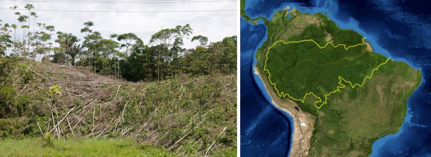 Fotografia prezentuje miejsce wyrębu lasu równikowego. Widoczne jest lekkie wzniesienie pokryte ściętymi pniami drzew. Drzewa leżą jedne na drugich. W tle widać rosnący las równikowy. Po prawej stronie mapa z zaznaczonym rejonem lasu równikowego Amazonii.