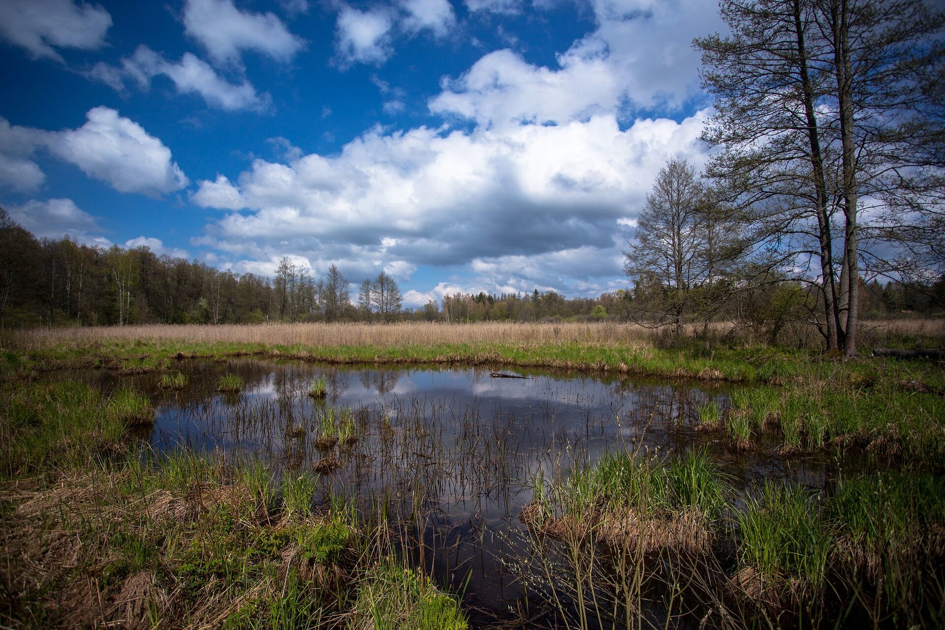 Na pierwszym planie fotografii teren podmokły, pośrodku niewielkie jeziorko otoczone trawą. Dalej linia lasu, płaski teren.