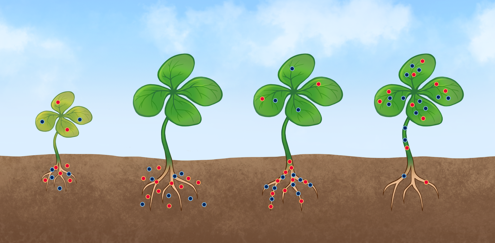 Ilustracja przedstawia cztery czterolistne koniczynki razem z korzeniami osadzonymi w ziemi. Pierwsza od lewej roślina jest mniejsza od pozostałych, pożółkła. Wokół jej korzeni widoczne są czerwone i niebieskie kropki. Na liściach po jednej kolorowej kropce. Druga roślina ma liście bez kropek, natomiast przy korzeniach zgromadzonych jest sporo czerwonych i niebieskich kropek. Trzecia roślina posiada nieliczne kropki na liściach i kropki zgromadzone gęsto w korzeniach. Czwarta roślina ma liczne czerwone i niebieskie kropki na liściach, a jedynie kilka kropek na łodydze i w korzeniach.