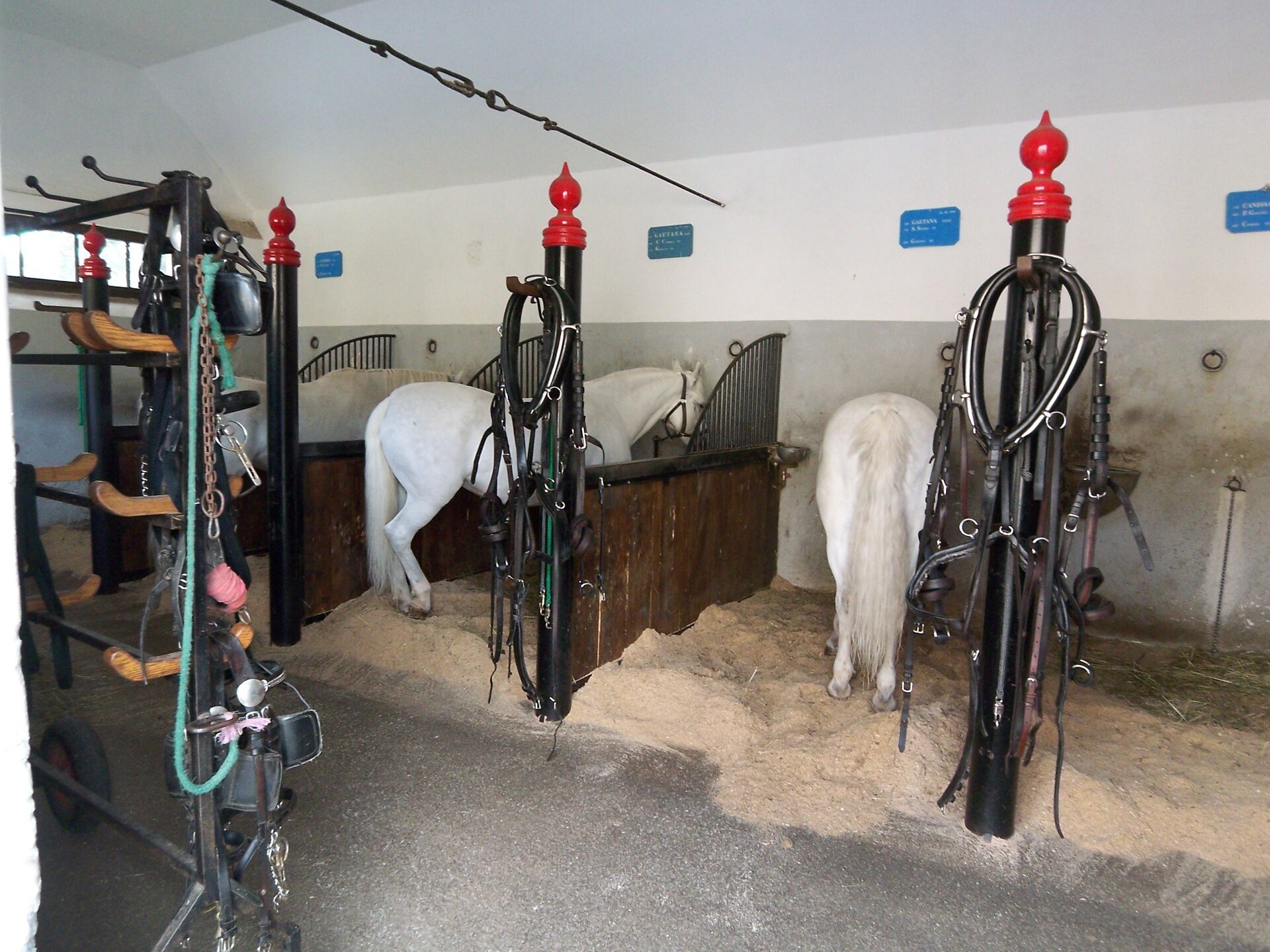 Zdjęcie przedstawia stajnię stanowiskową. Trzy białe konie stoją w osobnych boksach. Oddzielone są od siebie niskimi drewnianymi ogrodzeniami z metalowymi okuciami. Na początku każdego ogrodzenia znajduje się wysoki metalowy słup pomalowany na czarno i zakończony czerwoną końcówką. Służy do zawieszania końskiej uprzęży. Po lewej stoi wysoki i długi wieszak na kółkach. Wiszą na nim różne akcesoria jeździeckie.