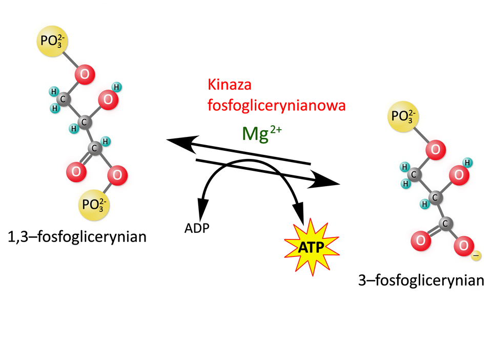 Ilustracja przedstawiająca schemat przemiany pod wpływem kinazy fosfoglicerynianowej. Wzór 1,3‑fosfoglicerynianu o strukturze grupa C H indeks dolny, dwa, koniec indeksu dolnego związana z grupą fosforanową oraz z grupą C H, która to łączy się z grupą hydroksylową oraz z grupą estrową C O O P O indeks dolny, trzy, koniec indeksu dolnego, indeks górny, dwa, minus, koniec indeksu górnego. Strzałka w prawo, strzałka w lewo, nad strzałkami zapis kinaza fosfoglicerynianowa, M g indeks górny, dwa, plus, koniec indeksu górnego, pod strzałką przekształcenie A D P w A T P. Produkt reakcji cząsteczka 3‑fosfoglicerynianu o strukturze grupa C H indeks dolny, dwa, koniec indeksu dolnego związana z grupą fosforanową oraz z grupą C H która to łączy się z grupą hydroksylową i z grupą C O O indeks górny, minus, koniec indeksu górnego.