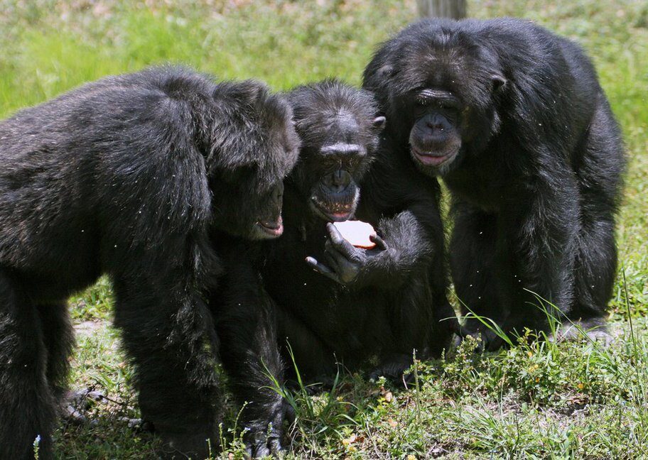 Fotografia kolorowa przedstawia trzy małpy naczelne, jedna siedzi trzymając jedzenie w lewej łapie, dwie pozostałe stoją na wszystkich czterech kończynach po jej obu stronach i wpatrują się w pożywienie.