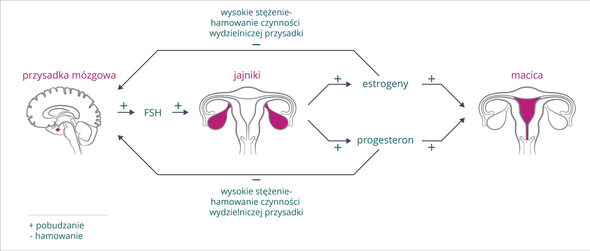 Schemat przedstawia sposób regulacji hormonalnej cyklu miesiączkowego. Znak plus oznacza pobudzanie, znak minus hamowanie. Z lewej szary obrys mózgu z karmazynową przysadką mózgową. W prawo pozioma strzałka, hormon FSH z przysadki pobudza jajniki, na środkowym rysunku zaznaczone kolorem. Jajniki produkują estrogeny i progesteron, wpływające pobudzająco na macicę (zaznaczona kolorem) . Jednocześnie estrogeny i progesteron hamują wydzielanie przysadki mózgowej (długie strzałki u góry i u dołu).