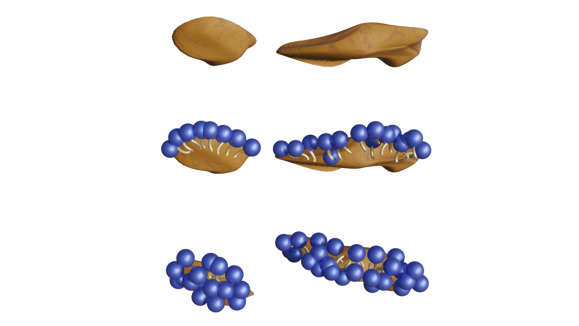 Na ilustracji w pierwszym rzędzie są dwie brązowe cząstki, w drugim rzędzie cząstki mają przyczepione od góry niebieskie kulki z ogonkami, kulki są na powierzchni, ogonki są skierowane do środka cząstki. W kolejnym etapie brązowe cząstki z każdej strony są otoczone niebieskimi kulkami.   