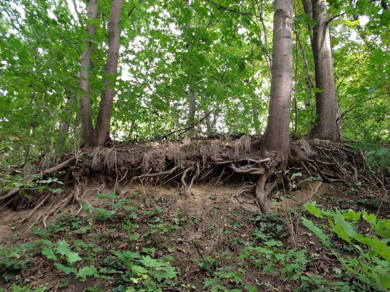 Zdjęcie przedstawia system korzeni drzewa. Na fotografii widoczne jest niewielkie wzniesienie, na którym rosną drzewa. Wzniesienie osunęło się, a system korzeniowy został odkryty. Część z korzeni jest dosyć gruba i podtrzymuje drzewo, a część jest sporo cieńsza.