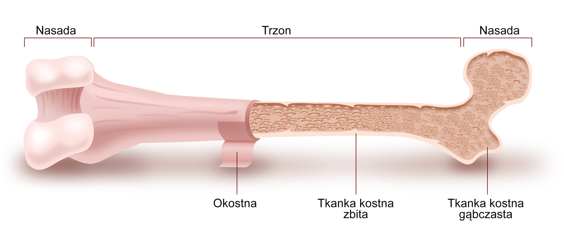 Ilustracja przedstawia budowę kości długiej. Kość ma podłużny kształt. Jej końce są szersze niż trzon. Te szersze części to nasady. Nasada zbudowana jest z tkanki kostnej gąbczastej. Trzon zbudowany jest z tkanki kostnej zbitej. Tkanki kostne okryte są gładką okostną.