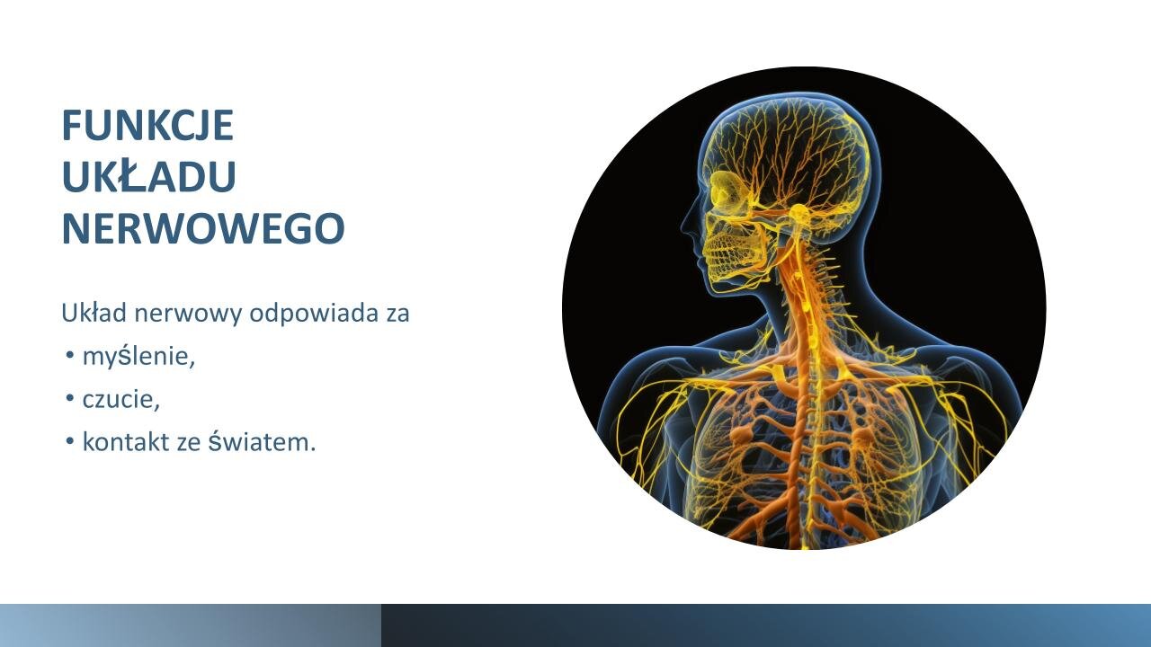 Biały slajd. Z lewej strony nagłówek: „Funkcje układu nerwowego”, a poniżej tekst: „Układ nerwowy odpowiada za: myślenie, czucie, kontakt ze światem”. Z prawej strony okrągła ilustracja przedstawiająca górną część ciała człowieka z zaznaczonymi na żółto nerwami. U dołu slajdu granatowy pasek. 