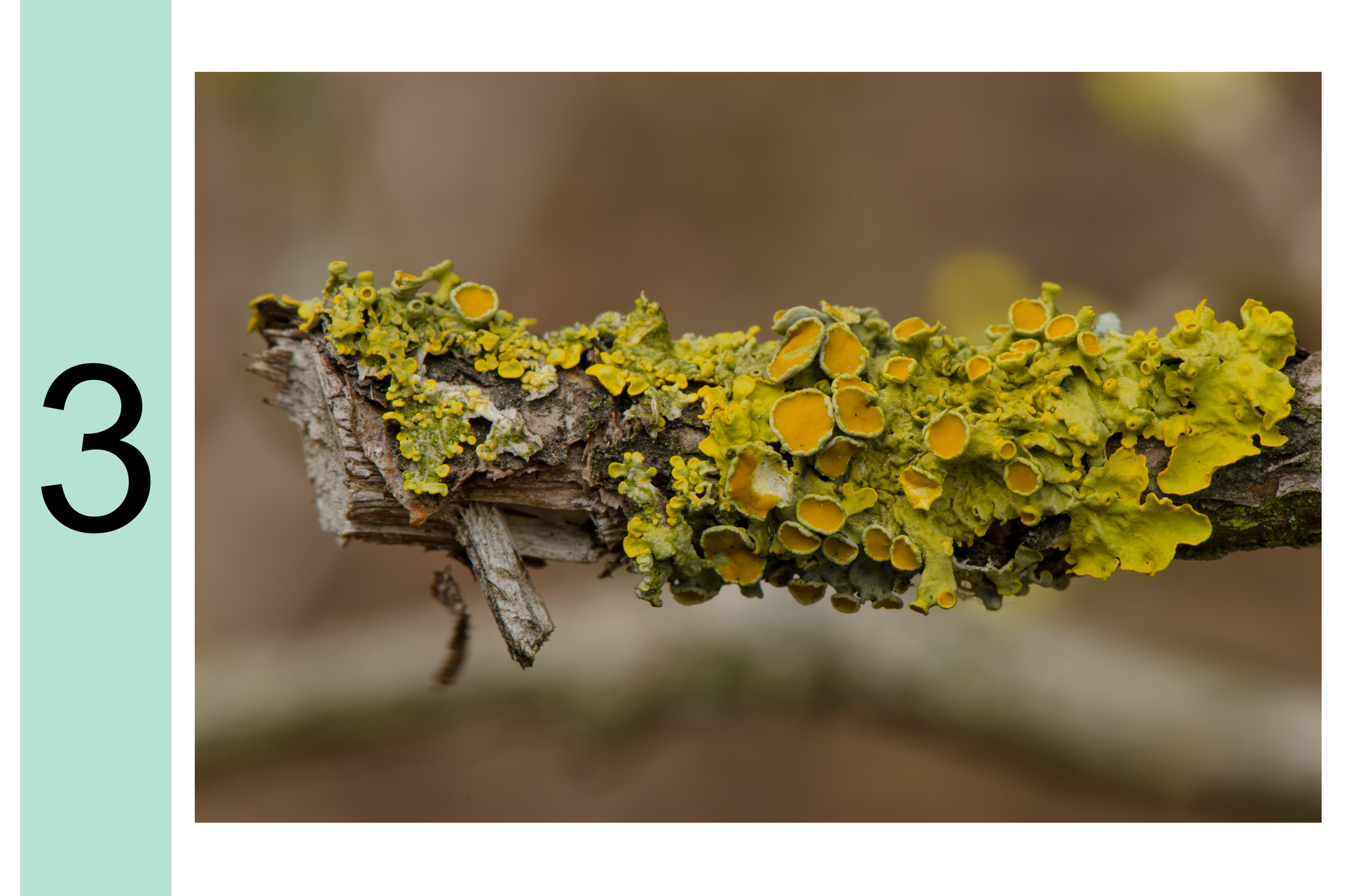 Fotografia przedstawia zbliżenie gałęzi drzewa, pokrytej żółtymi i pomarańczowymi porostami listkowatymi. Z lewej cyfra 3. Oznacza to, że jest duże zanieczyszczenie powietrza.
