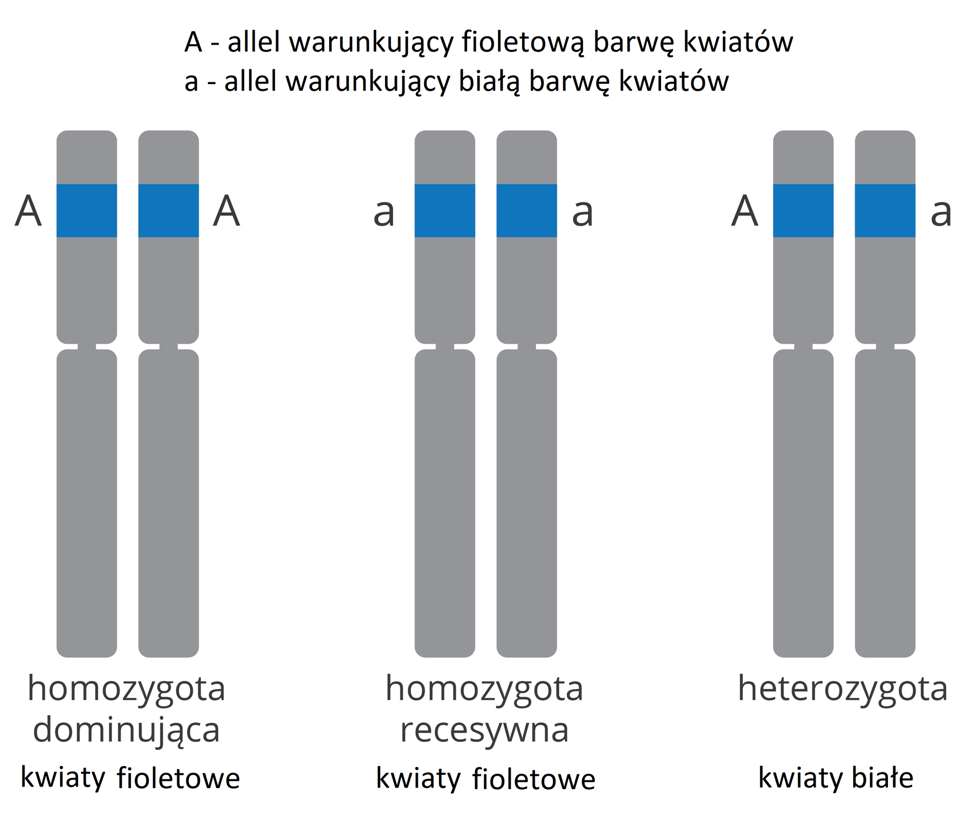 Grafika przedstawia trzy pary chromosomów o takiej samej długości ze zlokalizowanymi na krótszym ramieniu allelami warunkującymi fioletową (duża litera A) lub białą barwę kwiatów (mała litera a). Homozygota dominująca (kwiaty fioletowe) posiada dwa allele warunkujące fioletową barwę. Homozygota recesywna (białe kwiaty) posiada dwa allele recesywne. Heterozygota (czerwone kwiaty) posiada jeden allel dominujący i jeden recesywny.