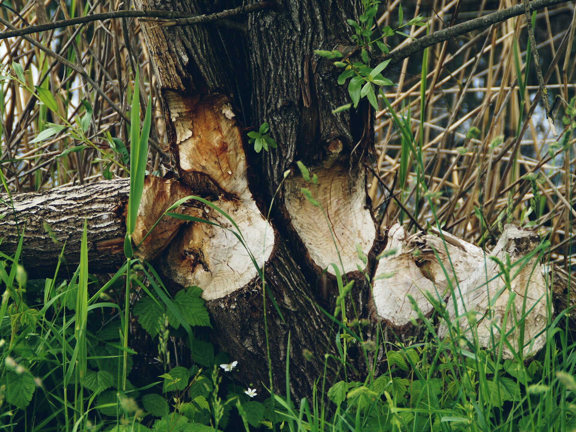 Kliknij, aby powiększyć. Na zdjęciu widzimy dwa stojące jeszcze pnie drzew solidnie pogryzione przez bobry. Odgryzione kawałki drewna leżą w bujnych, zielonych zaroślach.
