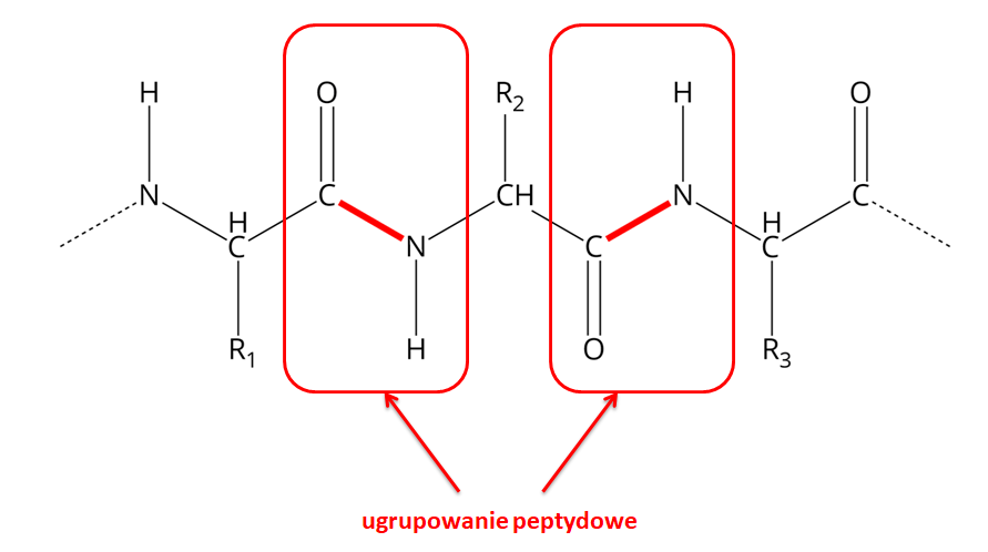 Na ilustracji ukazano schemat przedstawiający uproszczony wzór cząsteczki białka. Od atomu azotu odchodzą trzy wiązania: pojedyncze w górę do atomu wodoru, pojedyncze na ukos w dół, w lewą stronę, zaznaczone linią przerywaną oraz pojedyncze na ukos w dół, w prawą stronę do grupy H C. Od niej odchodzą dwa wiązania pojedyncze: w dół do R indeks dolny, jeden, koniec indeksu dolnego, oznaczającego atom wodoru lub resztę węglowodorową aminokwasów tworzących białko oraz na ukos w górę w prawo do atomu węgla. Od niego odchodzą dwa wiązania: podwójne w górę do atomu tlenu oraz zaznaczone na czerwono, na ukos w dół do atomu azotu, od którego odchodzi wiązanie pojedyncze w dół do atomu wodoru. Fragment ten, od atomu tlenu, poprzez atom węgla i azotu, aż do atomu wodoru obrysowano czerwoną ramką i opisano jako ugrupowanie peptydowe. Od atomu azotu odchodzi również wiązanie na ukos w górę prowadzące do grupy C H, od której poprowadzone są dwa wiązania: pojedyncze w górę do R indeks dolny, dwa, koniec indeksu dolnego, oznaczającego atom wodoru lub resztę węglowodorową aminokwasów tworzących białko oraz na ukos w dół do atomu węgla. Od niego odchodzą dwa wiązania: podwójne w dół do atomu tlenu i zaznaczone na czerwono, na ukos w górę do atomu azotu, od którego odchodzi wiązanie pojedyncze w górę do atomu wodoru. Fragment rozpoczynający się od atomu tlenu, poprzez atom węgla i azotu, aż do atomu wodoru obrysowano czerwoną ramką i opisano jako ugrupowanie peptydowe. Od atomu azotu odchodzi również wiązanie na ukos w dół prowadzące do grupy C H, od której poprowadzone są dwa wiązania: pojedyncze w dół do R indeks dolny, trzy, koniec indeksu dolnego, oznaczającego atom wodoru lub resztę węglowodorową aminokwasów tworzących białko oraz na ukos w górę do atomu węgla. Od niego odchodzą dwa wiązania: podwójne w górę do atomu tlenu oraz pojedyncze, na ukos w dół, zaznaczone linią przerywaną.