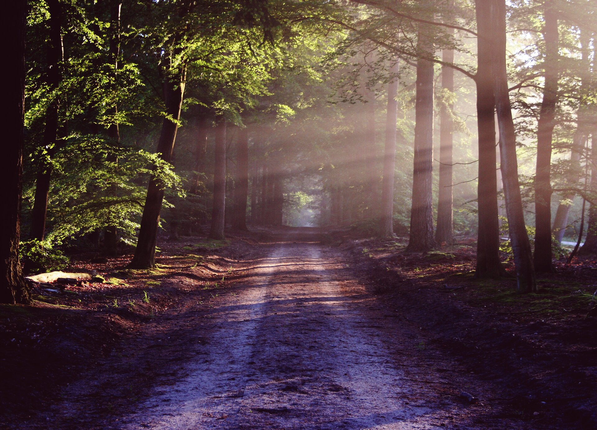 Kliknij, aby powiększyć Zdjęcie przedstawia leśną drogę. Po obu jej stronach rosną wysokie drzewa, przez które przebijają się promienie słoneczne.