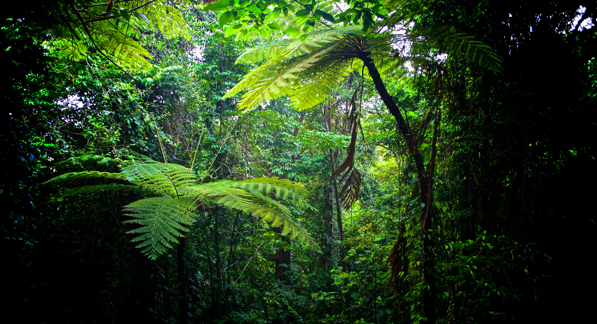 Fotografia prezentuje wnętrze lasu równikowego. Po lewej i po prawej stronie duże pnie obrośnięte pnączami. Między nimi zwieszają się grube liany. W każdym wolnym miejscu znajdują się liście o pierzastych blaszkach. Dno lasu jest zacienione przez gęsto rosnące rośliny.