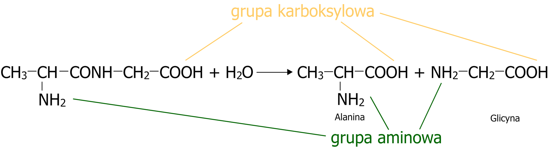 Schemat reakcji hydrolizy peptydu na przykładzie alaniloglicyny. Równanie reakcji. Cząsteczka peptydu alaniloglicyny, która to zbudowana jest z grupy metylowej CH3 związanej z grupą CH, która to podstawiona jest grupą aminową NH2 oraz związana z atomem węgla połączonym za pomocą wiązania podwójnego z atomem tlenu oraz za pomocą wiązania pojedynczego z grupą NH, która to łączy się z grupą metylenową CH2 połączoną z grupą karboksylową <math aria‑label="C O O H">COOH Dodać jedna cząsteczka wody. Strzałka w prawo, za strzałką cząsteczka alaniny zbudowana z grupy CH podstawionej grupą metylową CH3, grupą aminową NH2 oraz grupą karboksylową <math aria‑label="C O O H">COOH. Dodać cząsteczka glicyny zbudowana z grupy metylenowej CH2 połączonej z grupą aminową NH2 oraz z grupą karboksylową <math aria‑label="C O O H">COOH. Na schemacie podpisano grupy aminowe oraz grupy karboksylowe zarówno w substratach, jak i w produktach.