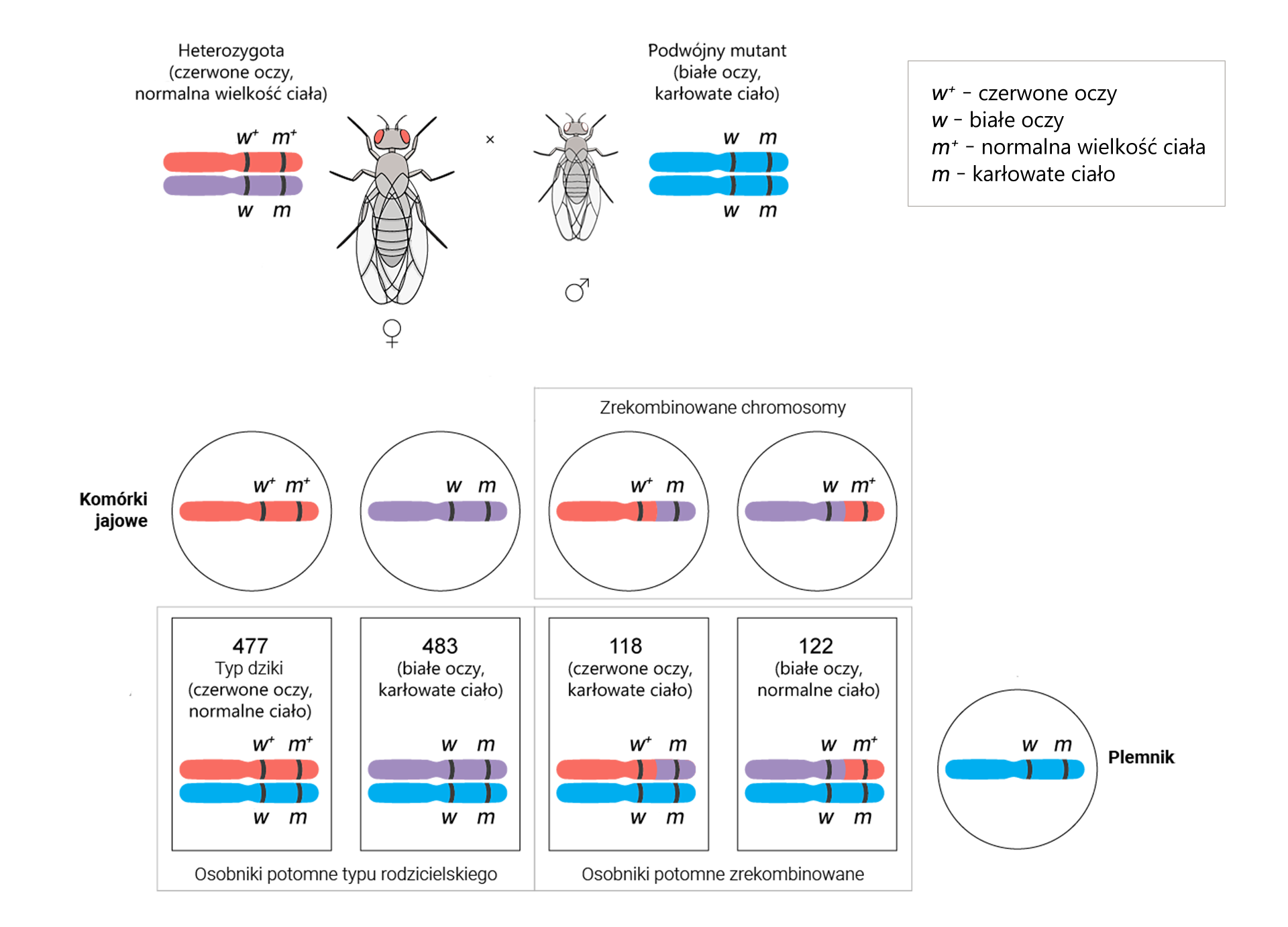 Ilustracja przedstawia krzyżówkę testową pomiędzy muszkami. U góry znajduje się duża muszka z czerwonymi oczami podpisana heterozygota, obok narysowane są dwa chromosomy, jeden z zaznaczonymi genami w+ i m+, drugi z genami w i m. Obok znak mnożenia i mała muszka z białymi oczami podpisana podwójny mutant, obok narysowane są dwa chromosomy, obydwa z zaznaczonymi genami w i m. Obok ramka z objaśnieniami alleli: w+ – czerwone oczy, w – białe oczy, m+ – normalna wielkość ciała, m – ciało karłowate. Poniżej widoczna jest tabelka z liczbami osobników potomnych: 477 osobników o normalnym ciele i czerwonych oczach (w+m+/wm) i 483 osobniki o karłowatym ciele i białych oczach (wm/wm), podpisane jako osobniki potomne typu rodzicielskiego oraz 118 osobników o karłowatym ciele i czerwonych oczach (w+m/wm) i 122 osobniki o normalnym ciele i białych oczach (wm+/wm), podpisane jako osobniki potomne zrekombinowane.